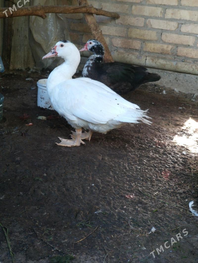 ördek - Çärjew - img 2