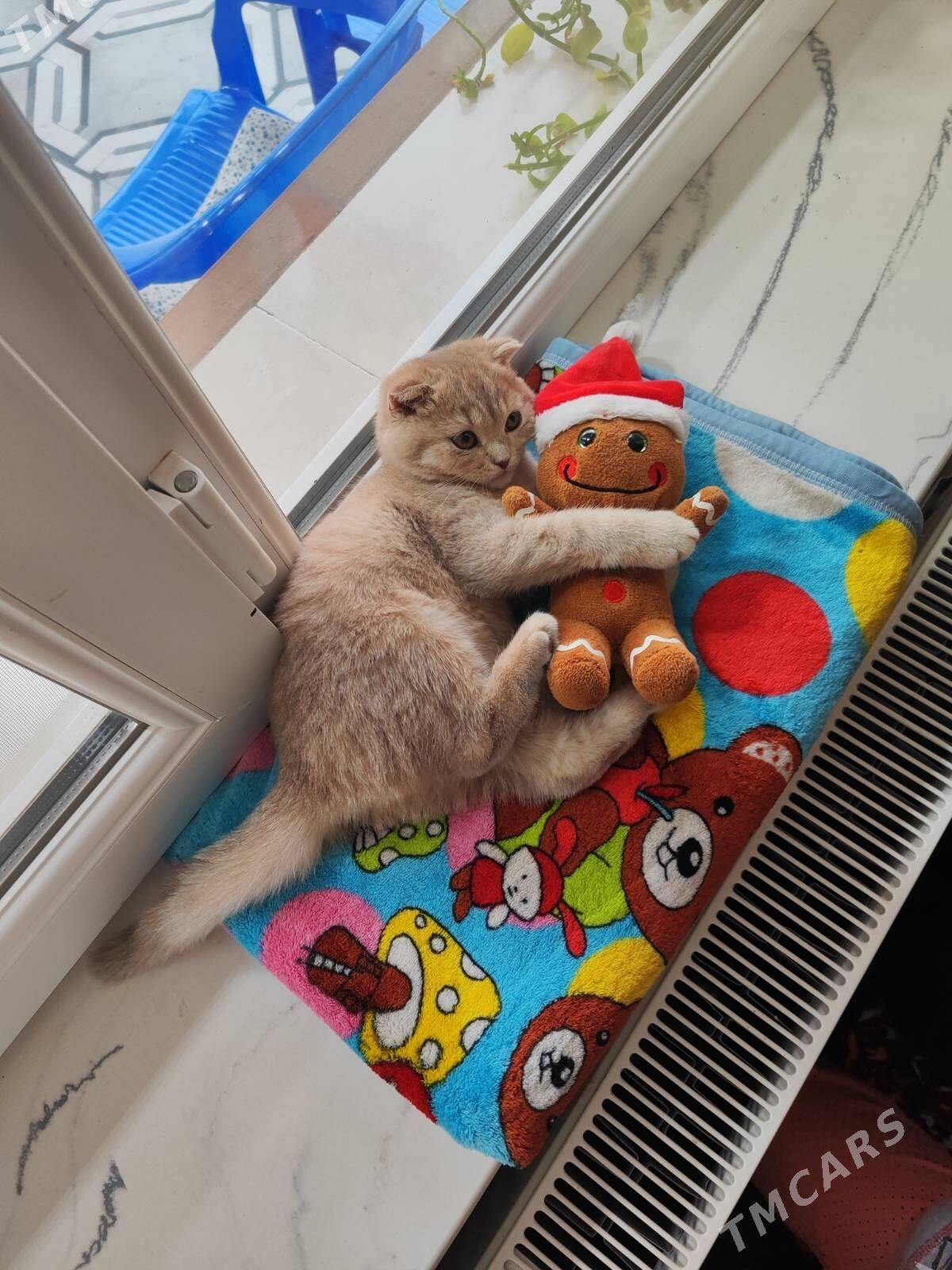 Шотландские котята - Ашхабад - img 10
