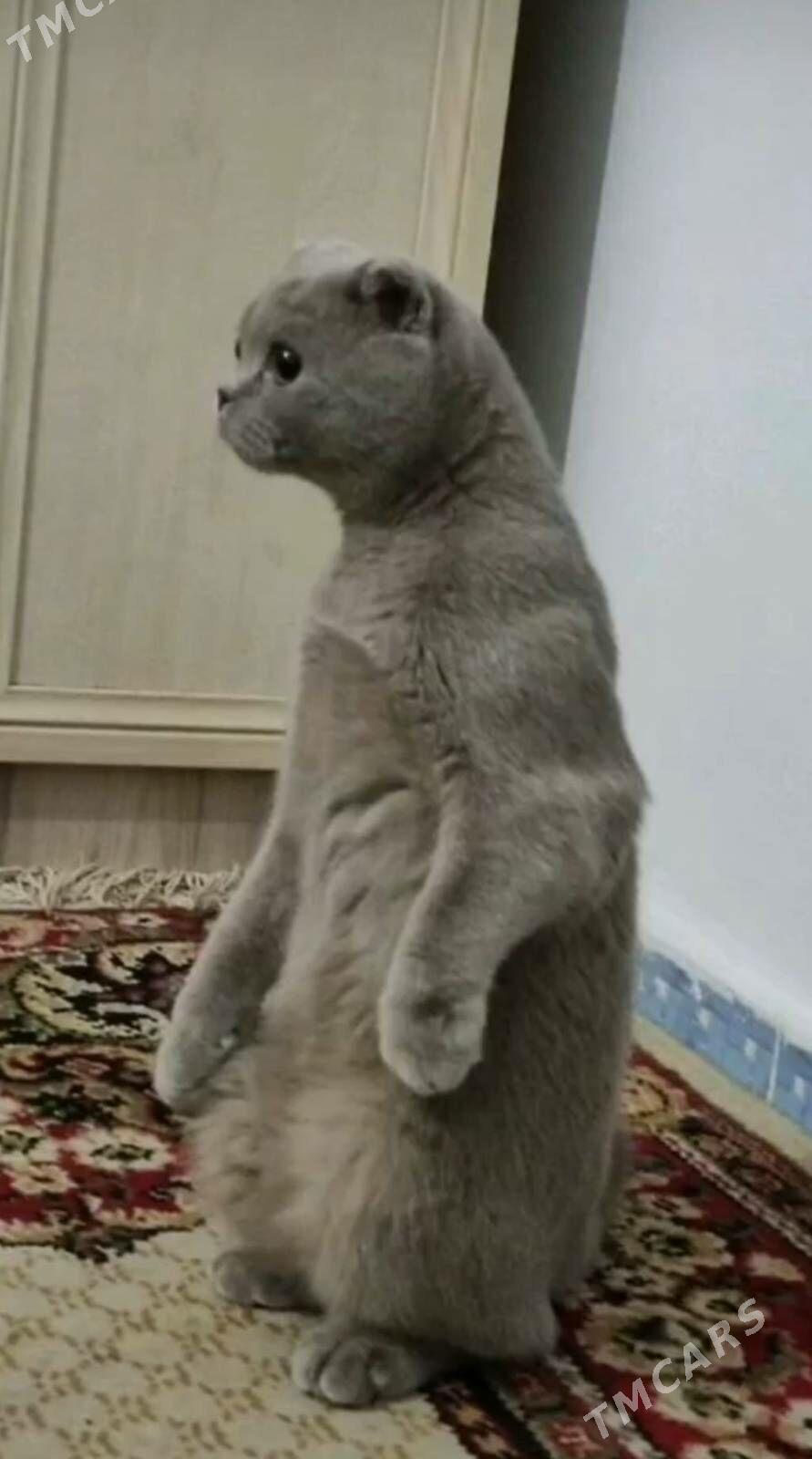 Шотландские котята - Ашхабад - img 5