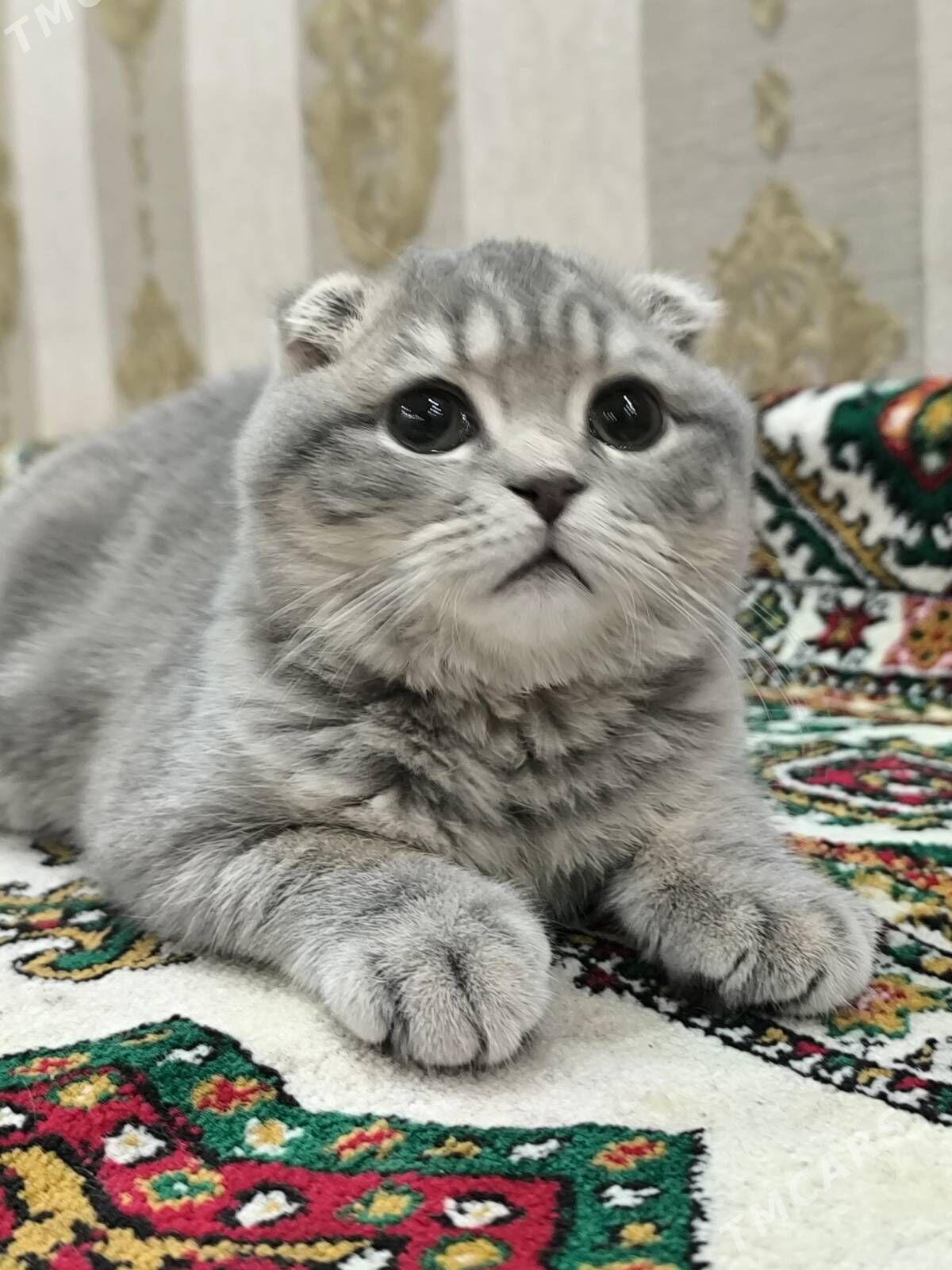 Шотландские котята - Ашхабад - img 3