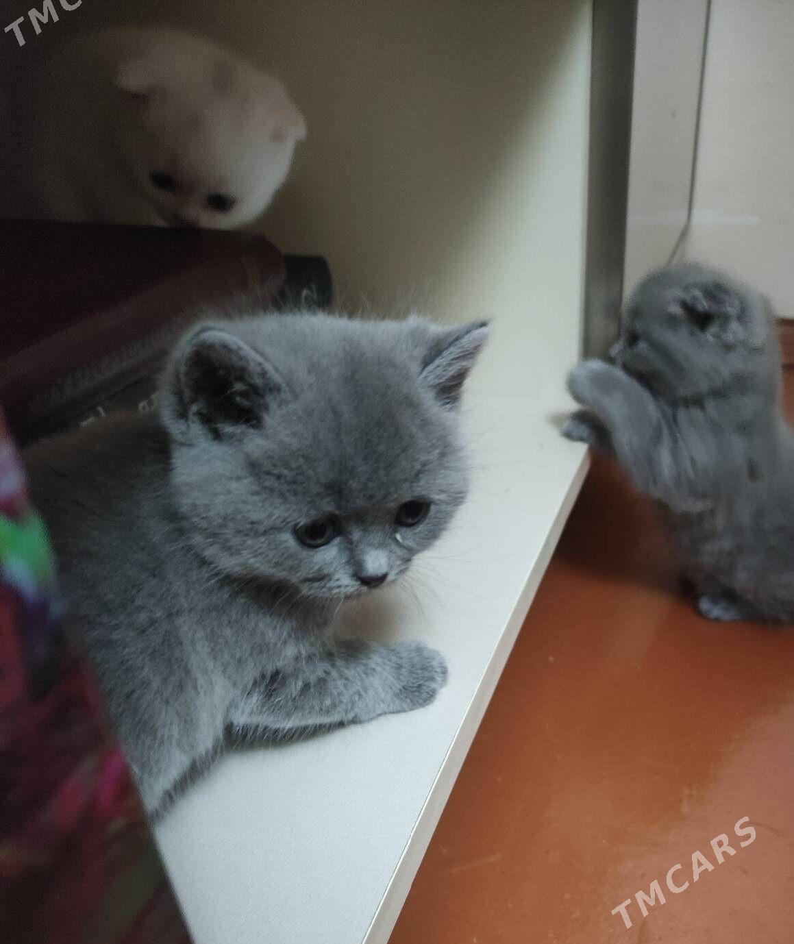 Шотландские котята - Ашхабад - img 8