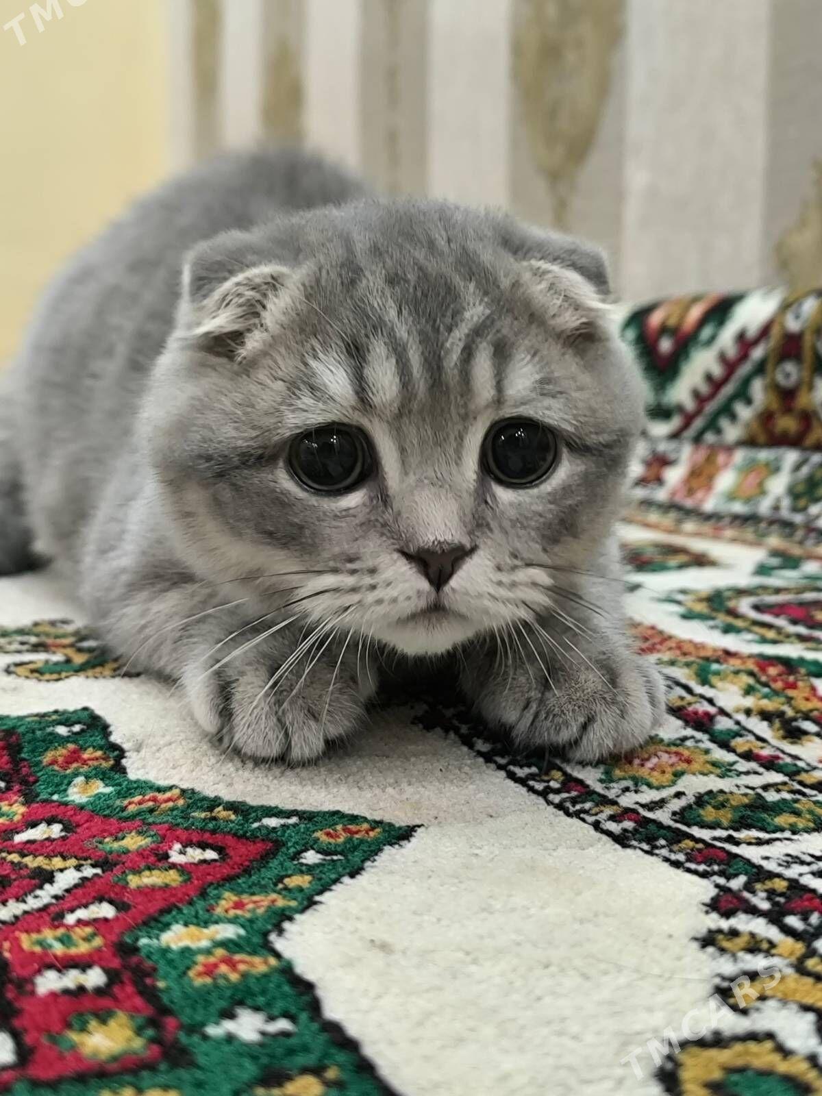 Шотландские котята - Ашхабад - img 2
