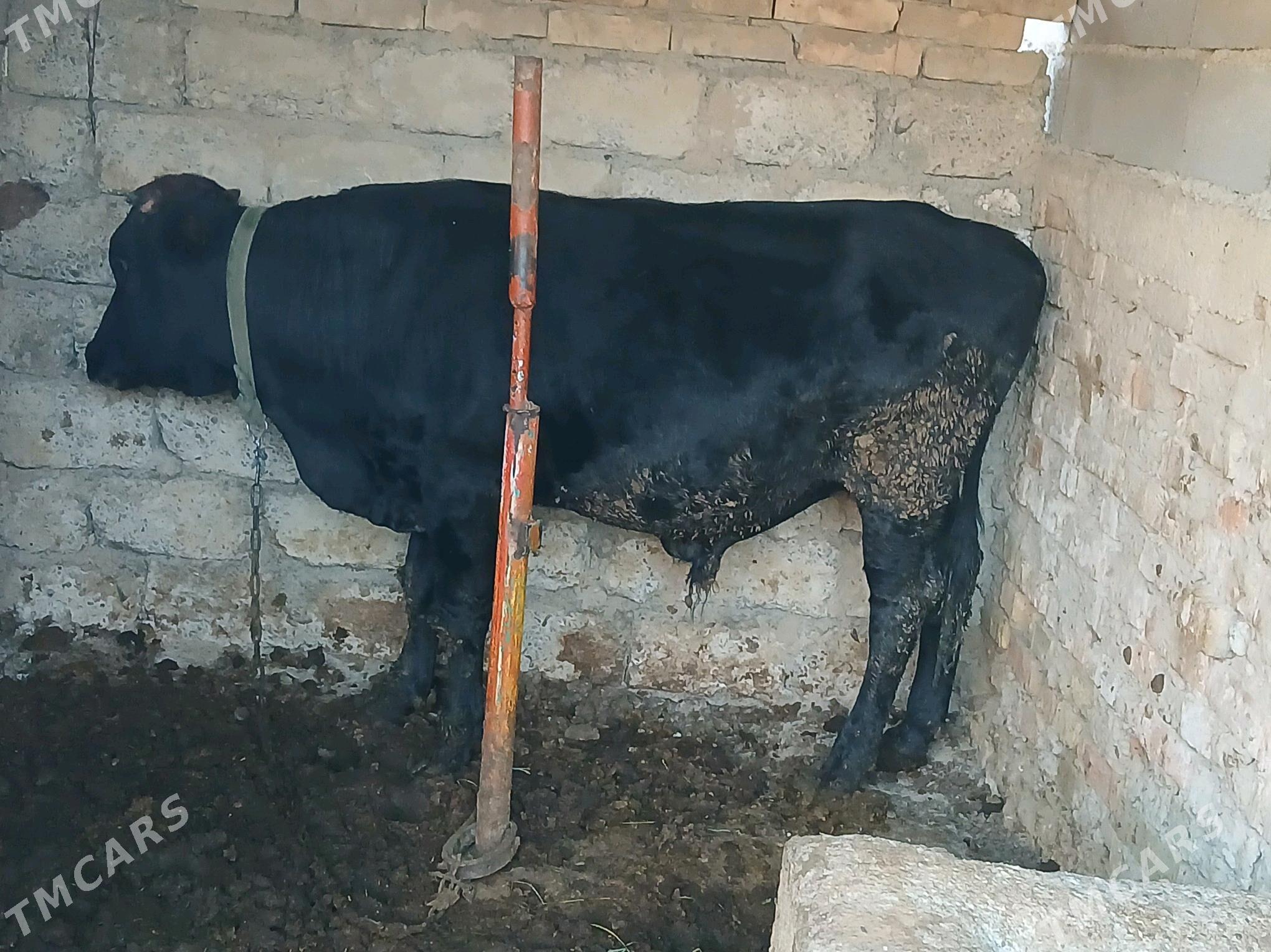 Göle - Бузмеин - img 2