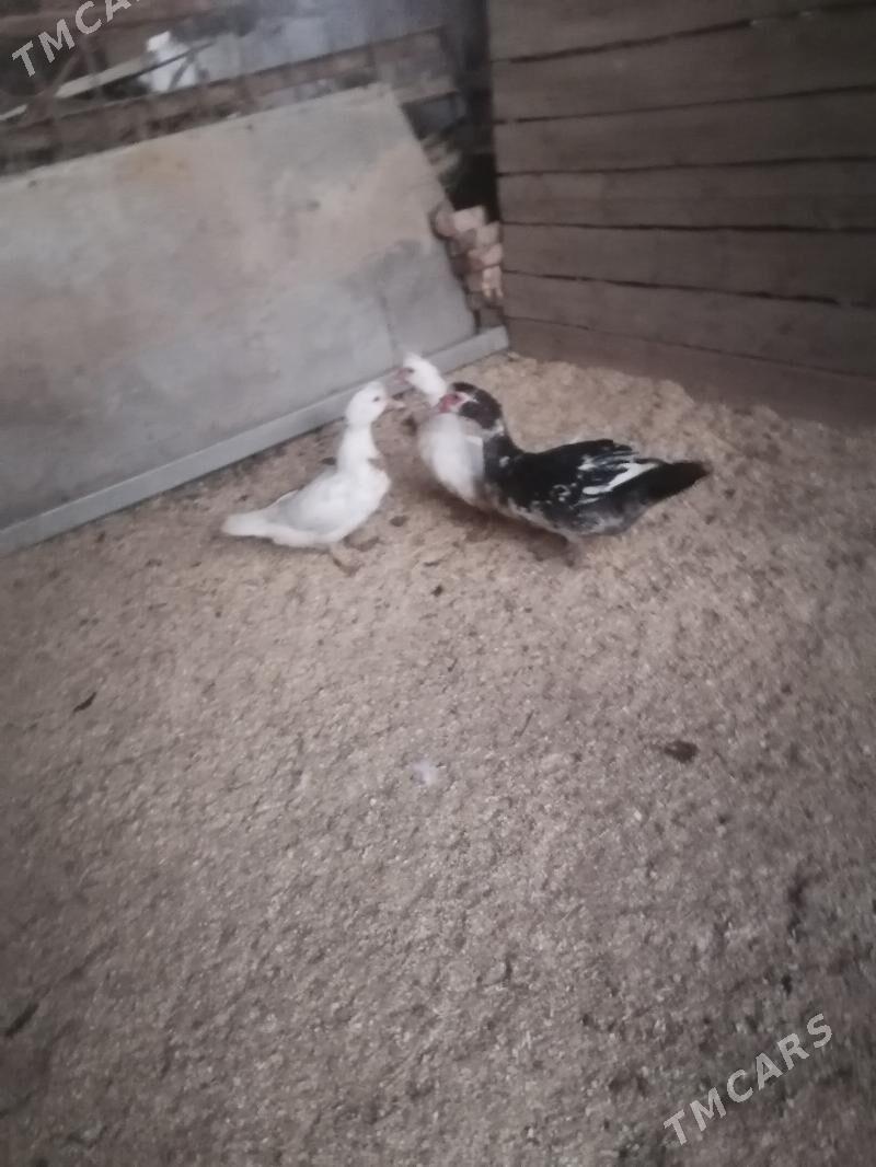 Ördek - Türkmenabat - img 2
