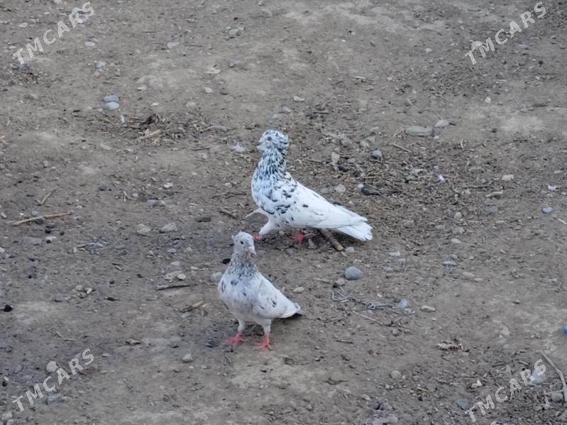 kepderi голуби - Aşgabat - img 3