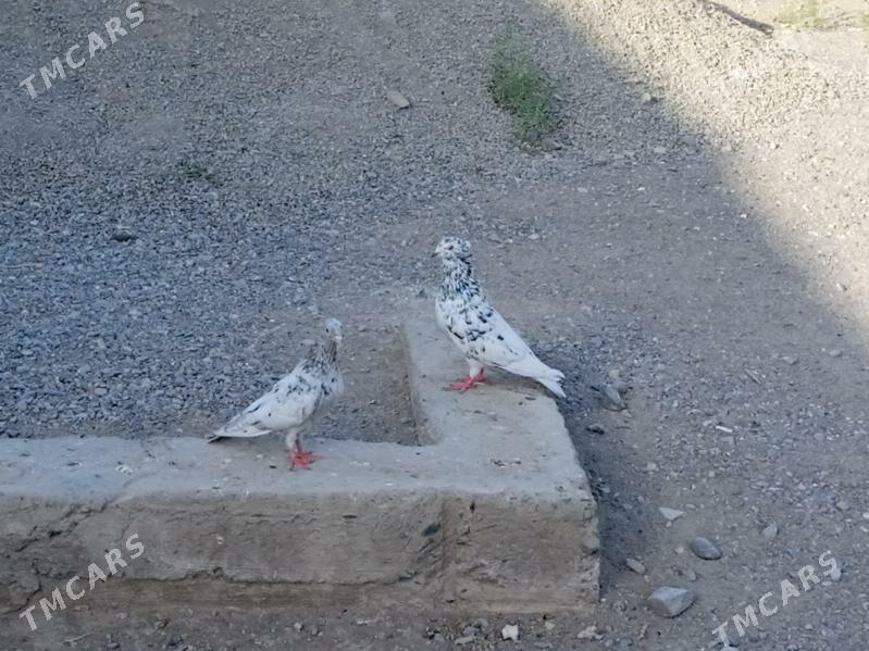 kepderi голуби - Aşgabat - img 10