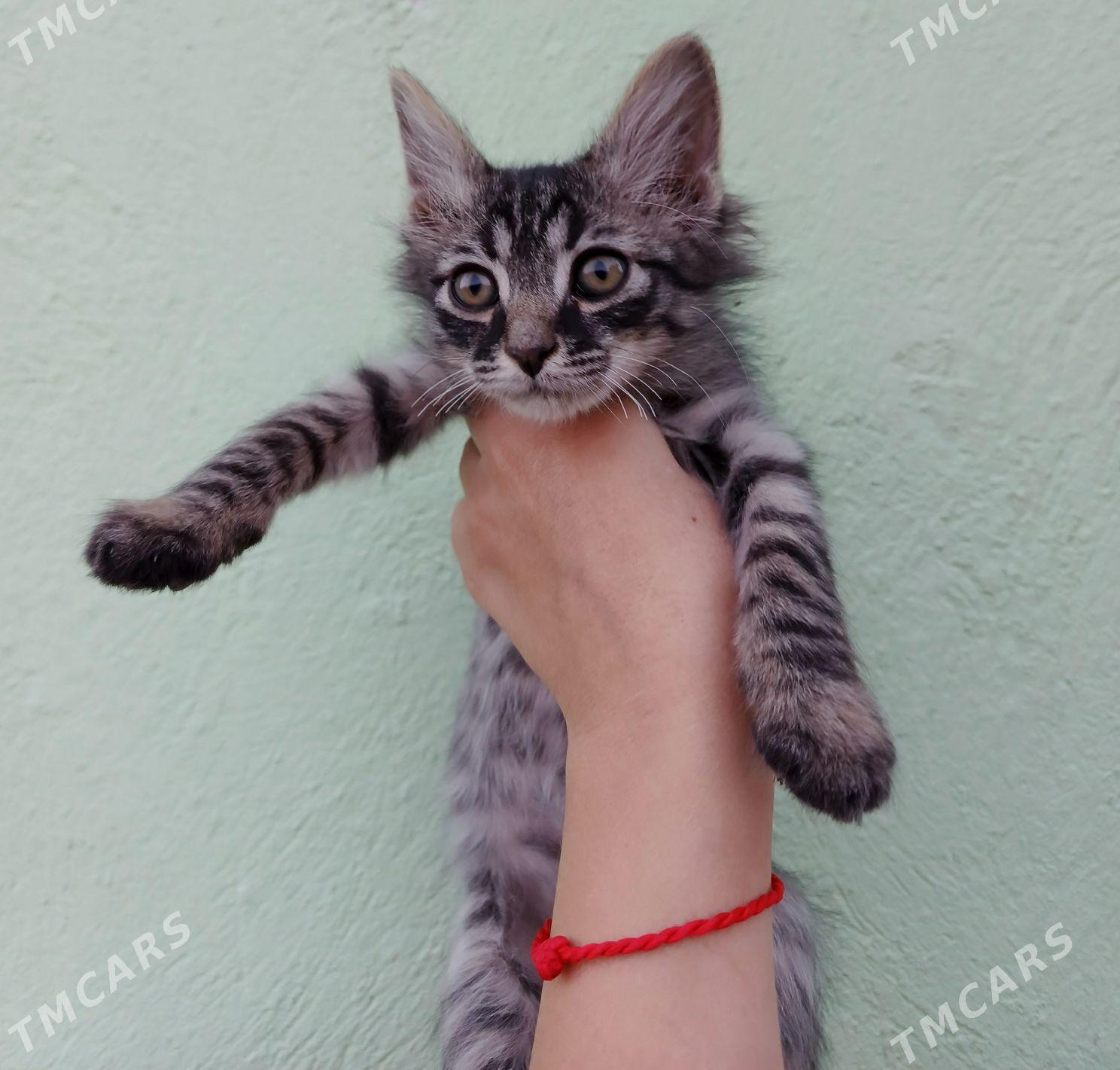 тигровый мальчик - Aşgabat - img 1