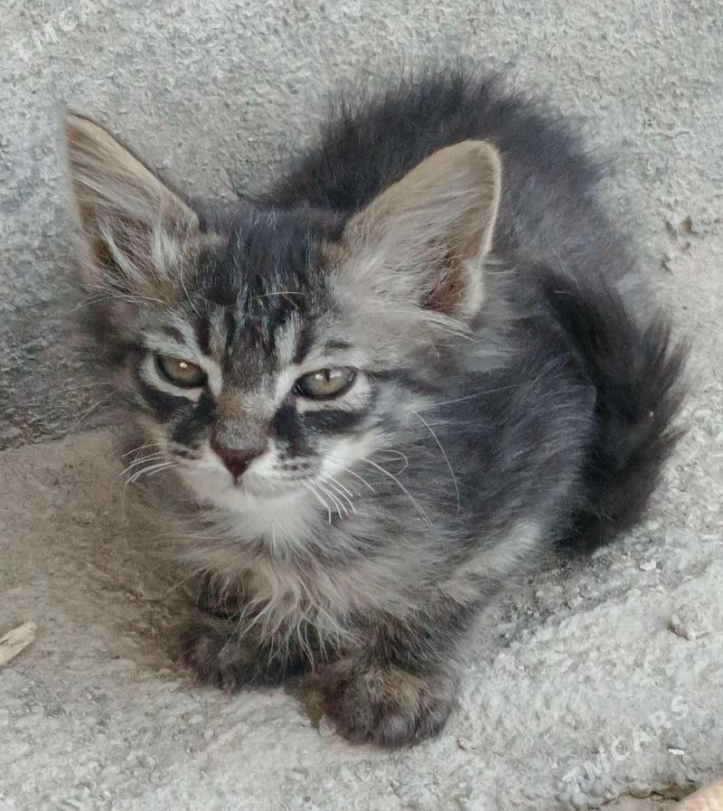 тигровый мальчик - Aşgabat - img 2