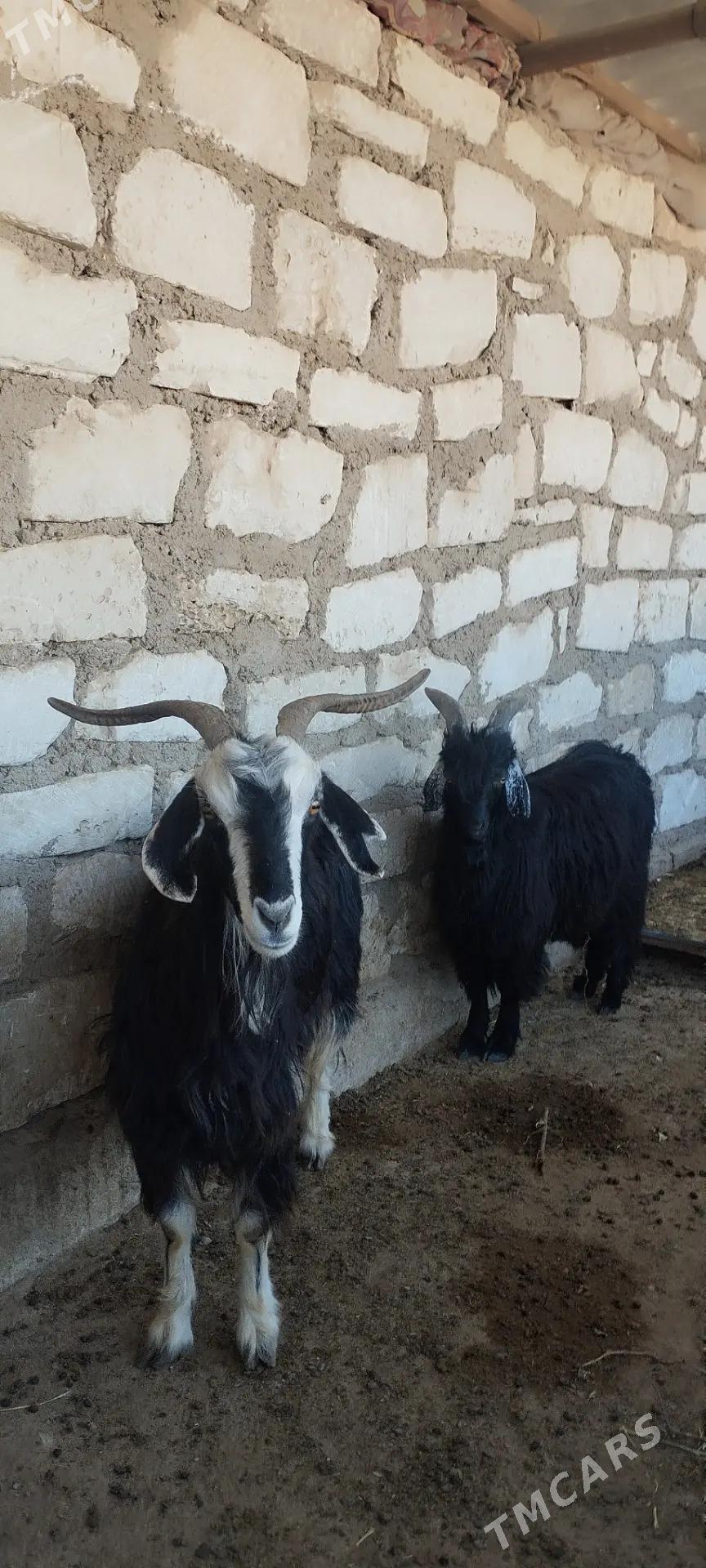 çebiş, geçi - Türkmenbaşy - img 3
