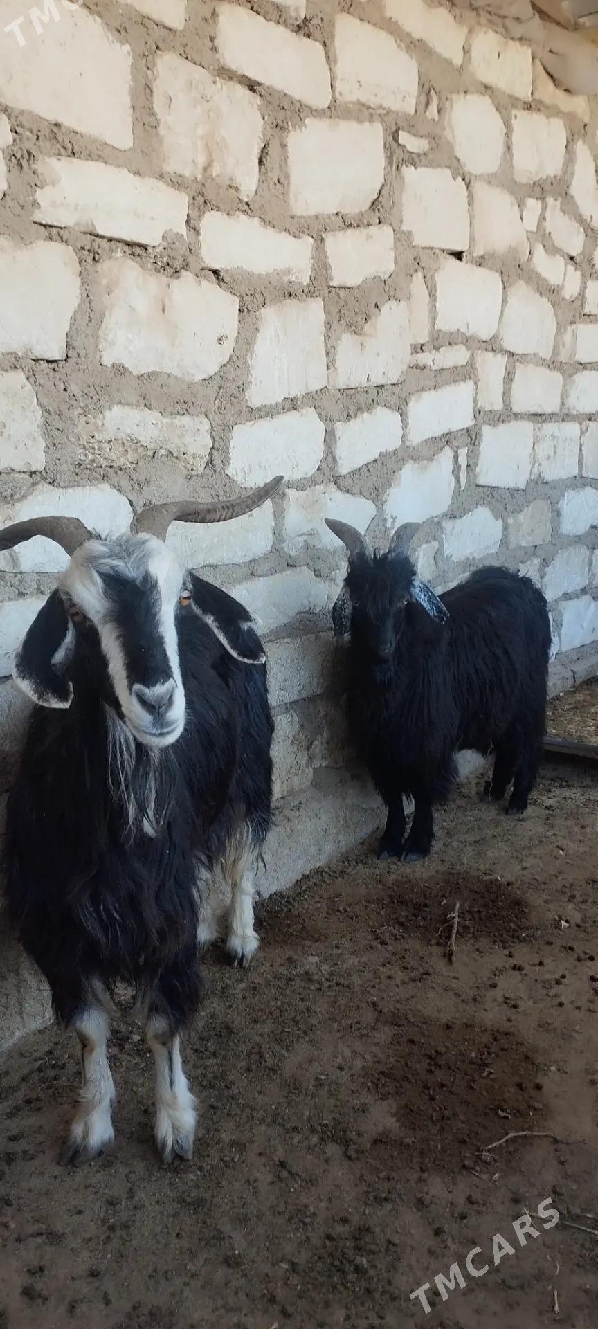 çebiş, geçi - Türkmenbaşy - img 2