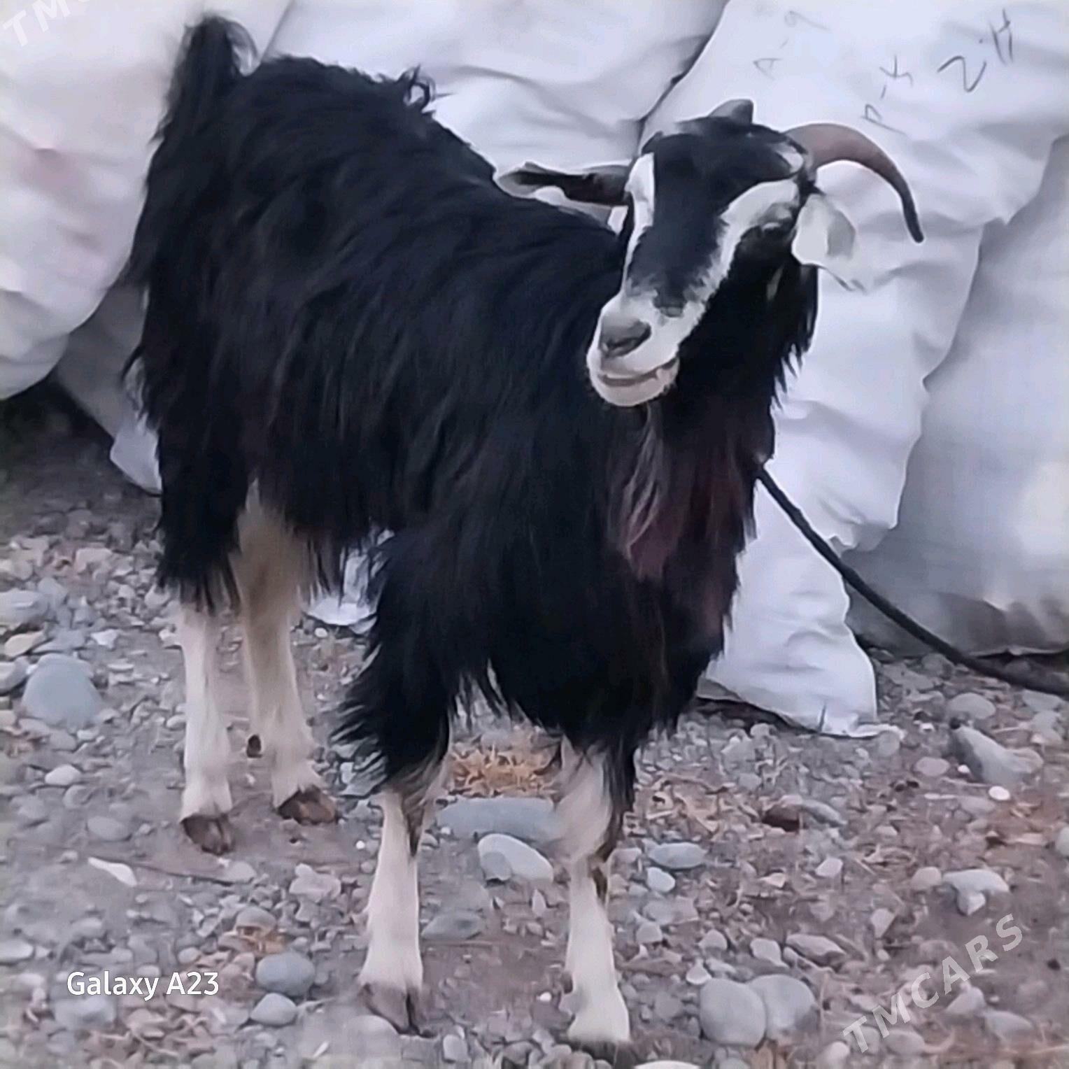 doğ geci - Köşi - img 2