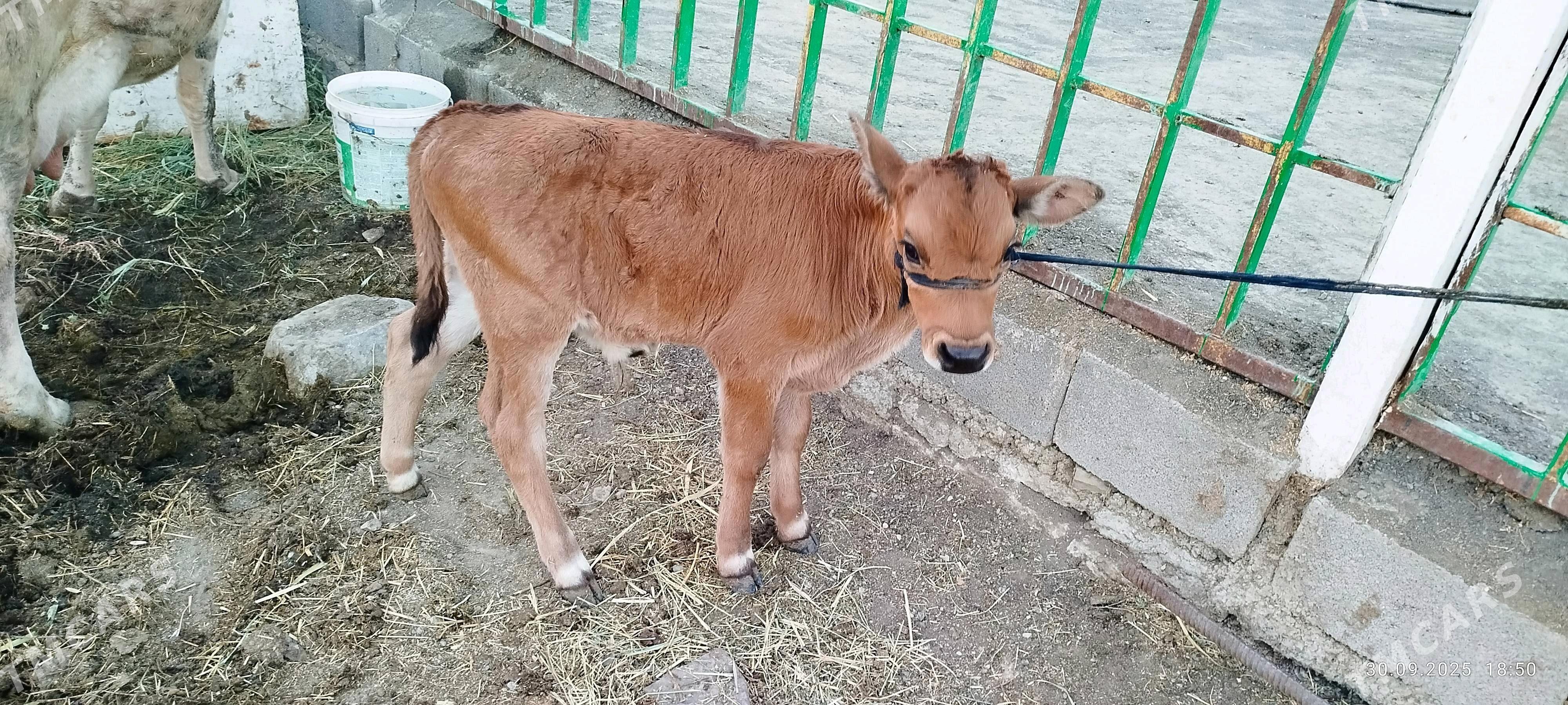 ARASSA ŞIWIT GOLELY SYGYR - Bäherden - img 2