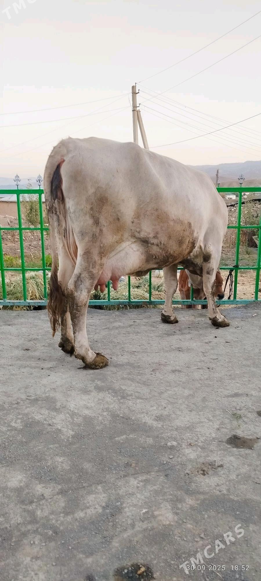 ARASSA ŞIWIT GOLELY SYGYR - Bäherden - img 4