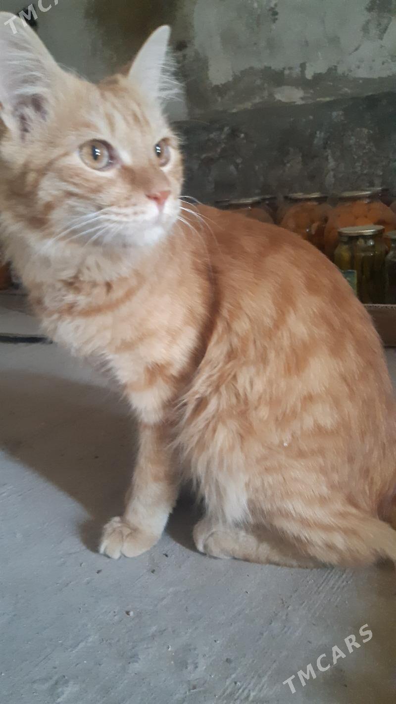 Satyja - Mary - img 3