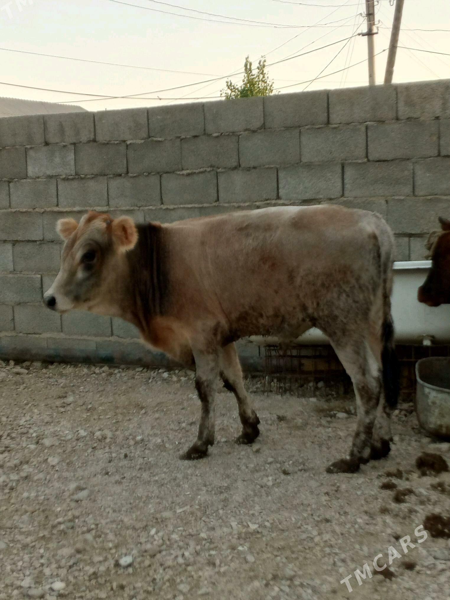 okuz - Balkanabat - img 3