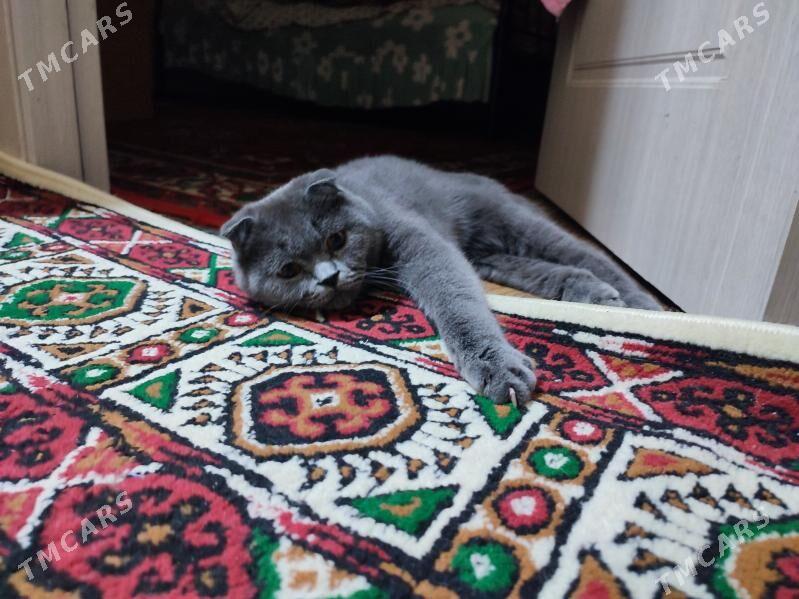 шотландский кот - Türkmenabat - img 2
