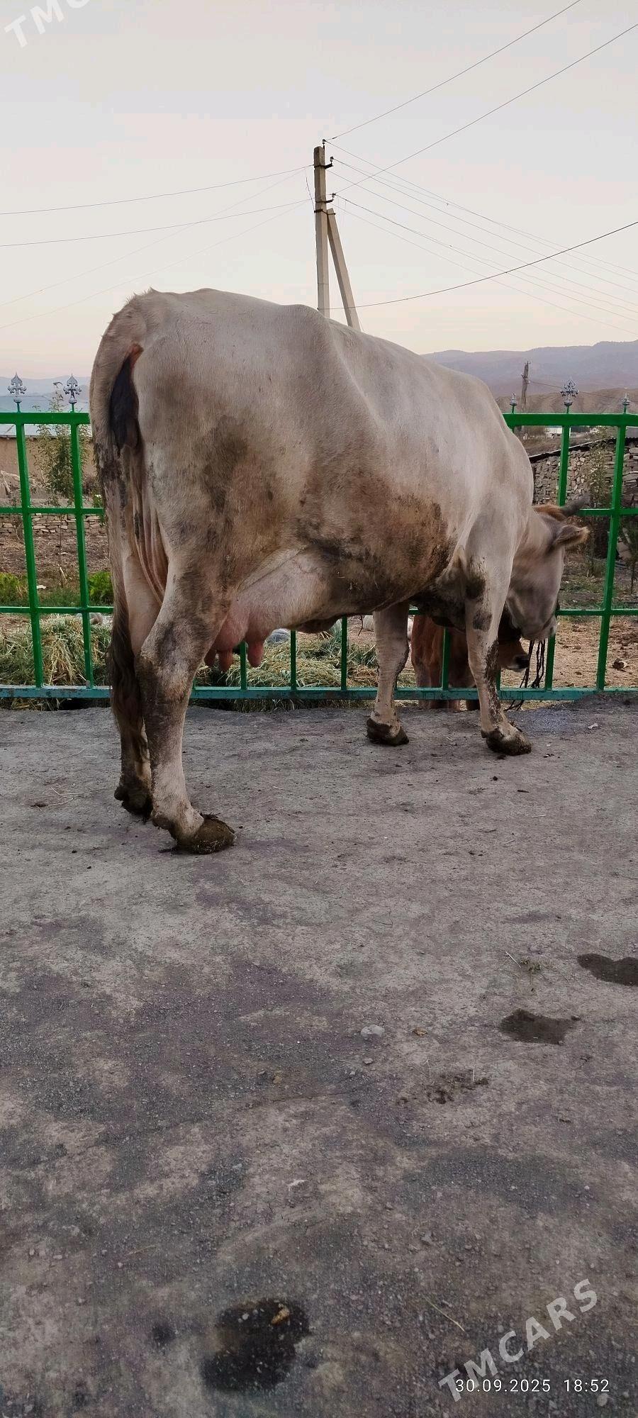 ARASSA ŞIWIT GOLELY SYGYR - Bäherden - img 5