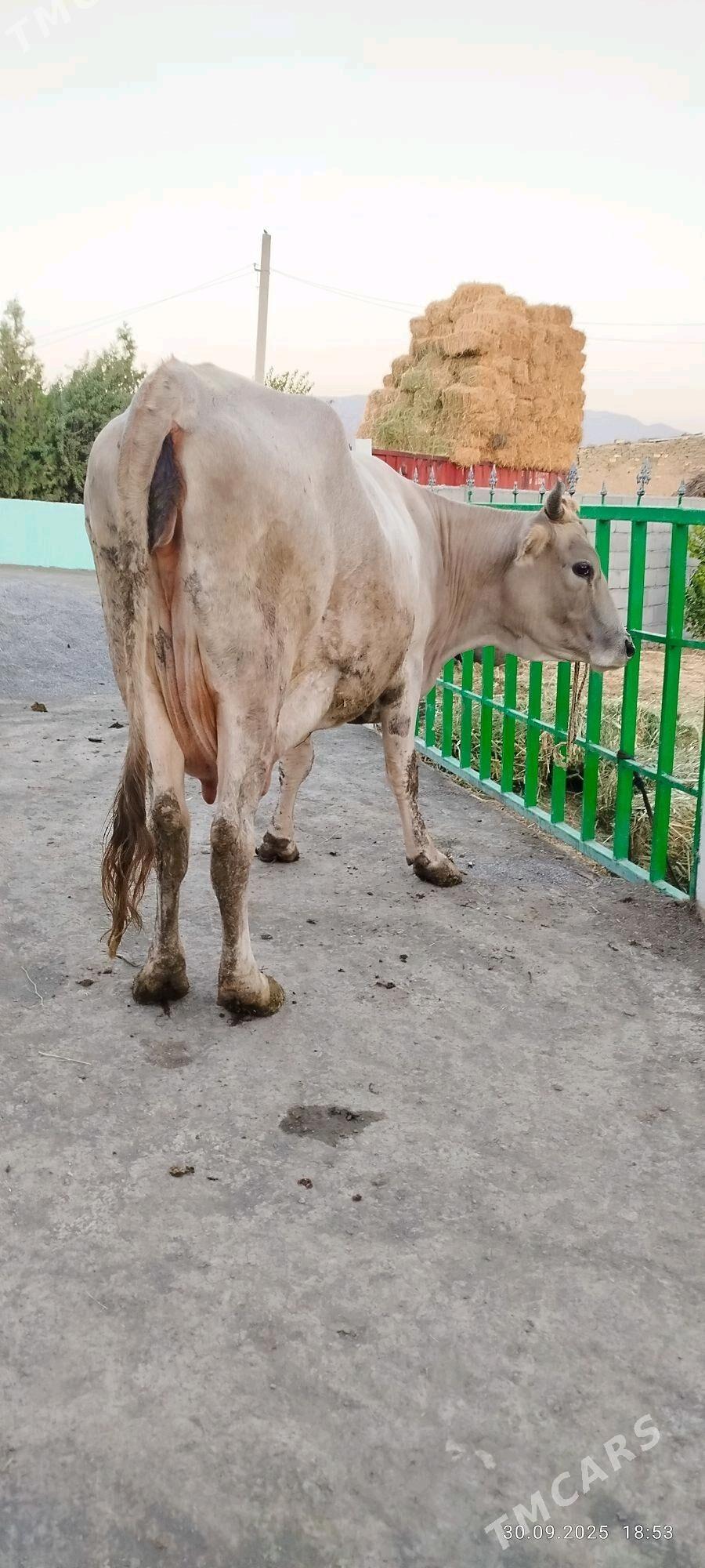 ARASSA ŞIWIT GOLELY SYGYR - Bäherden - img 7