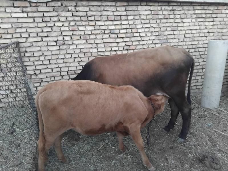 Göleli sygyr - Mary - img 2