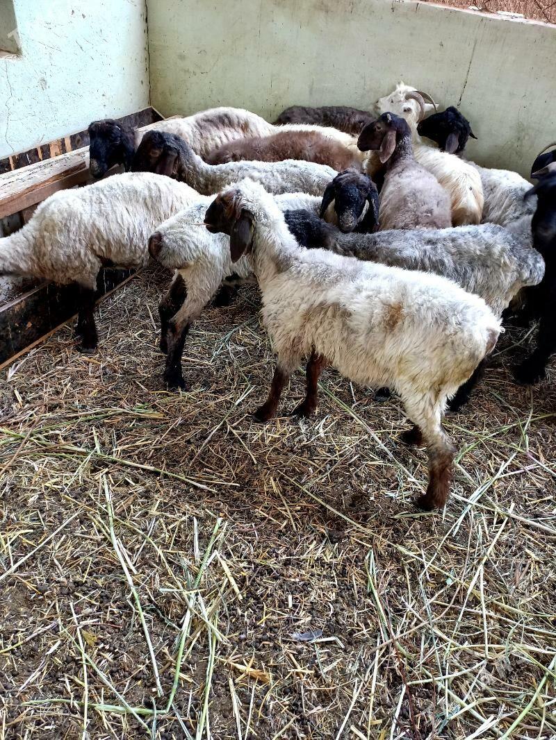 Işşekler.Tokgullar.Gysyr geçi - Hitrowka - img 5