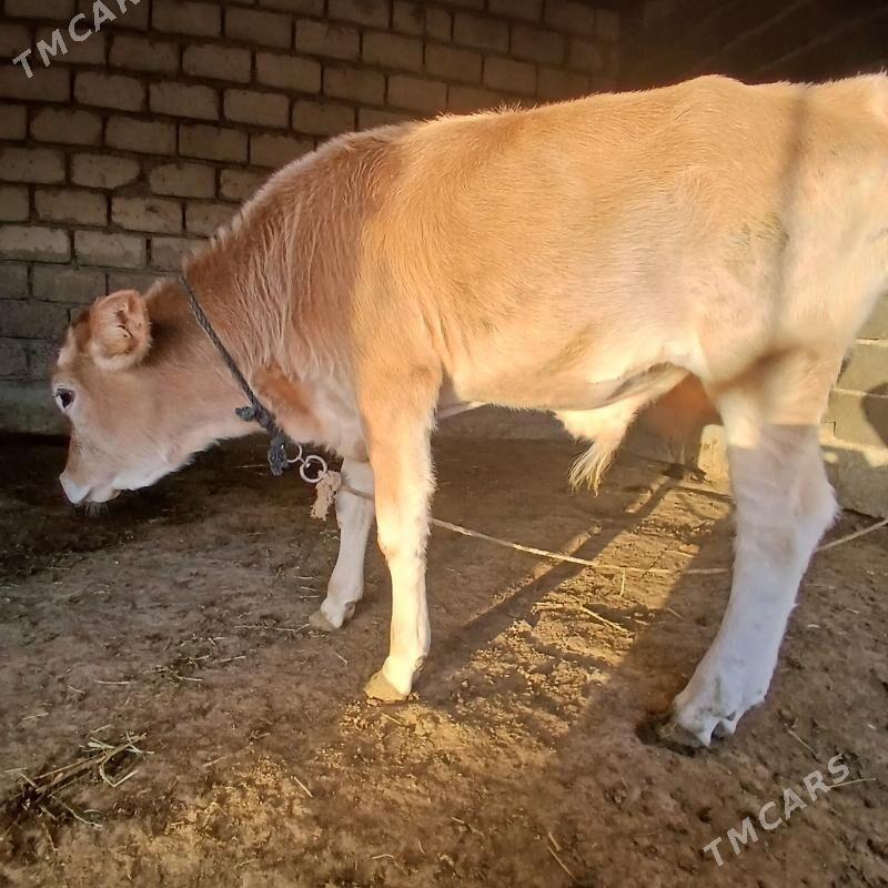 göleli sygyr - Яшлык - img 2