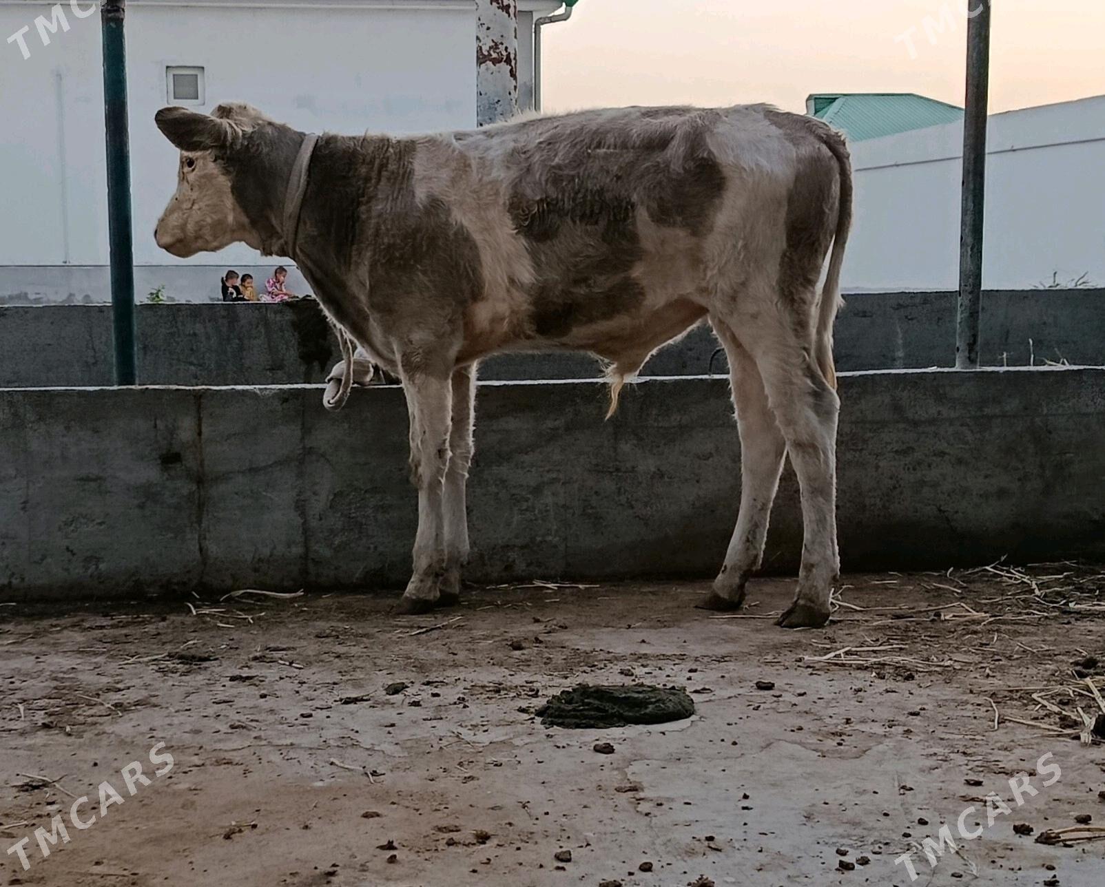 Semental okuzce - Gökdepe - img 2