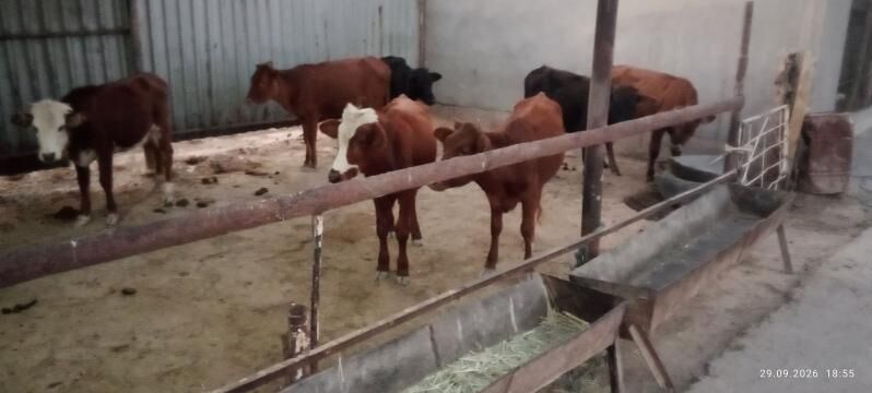 Okuzler ve gulojynlar - Murgap - img 2
