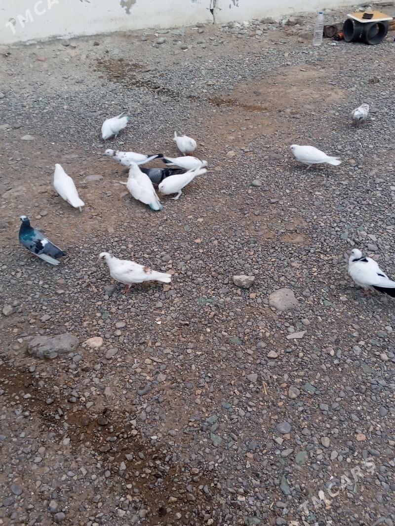 kepderi - Aşgabat - img 10