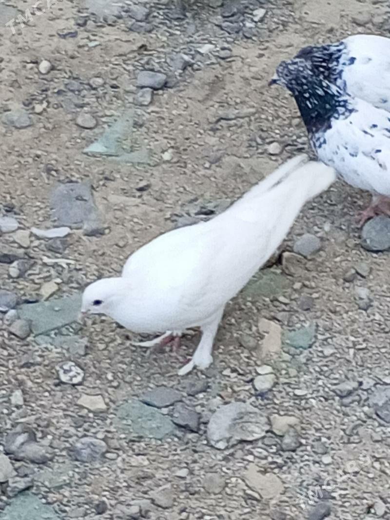 kepderi - Aşgabat - img 6