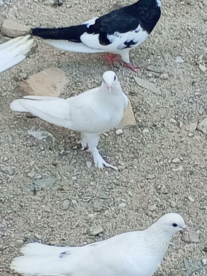 kepderi - Aşgabat - img 2