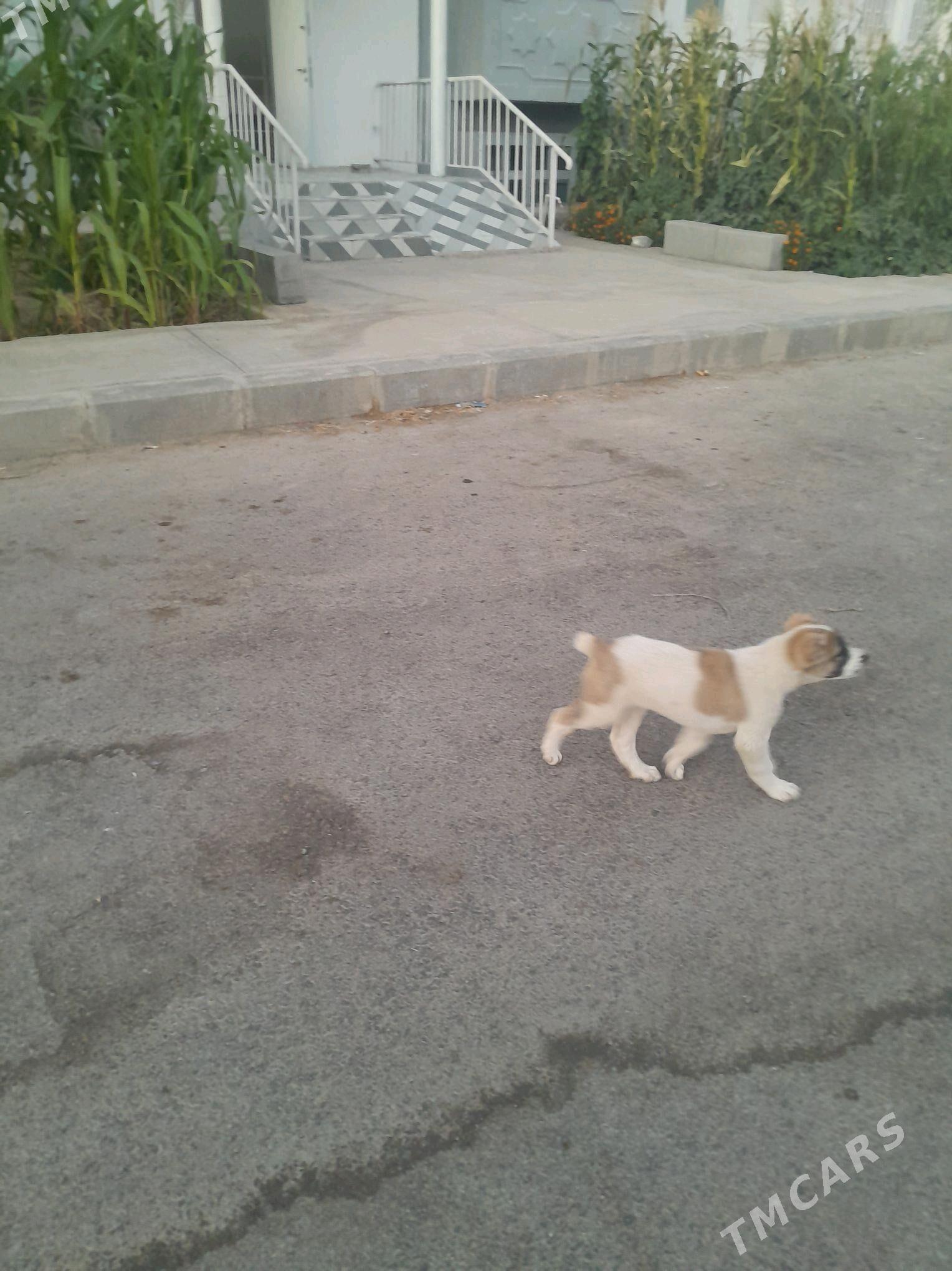 Alabay - Aşgabat - img 2