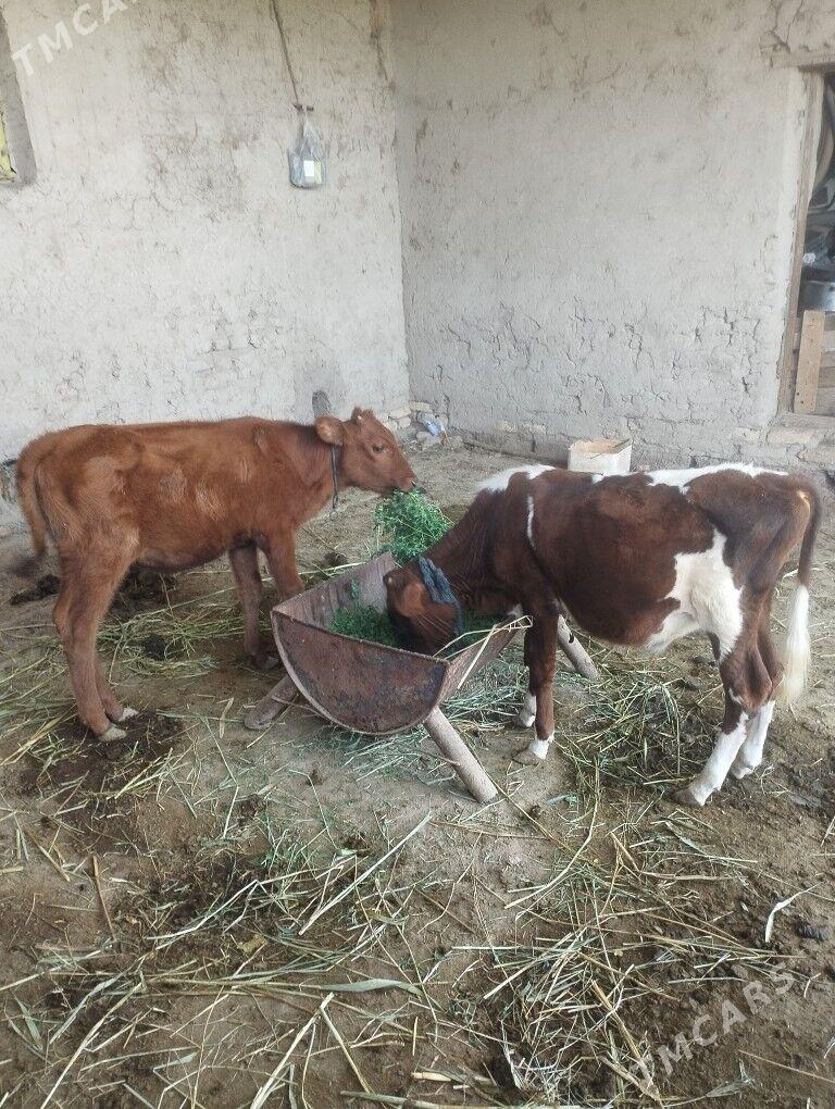 göle - Murgap - img 2