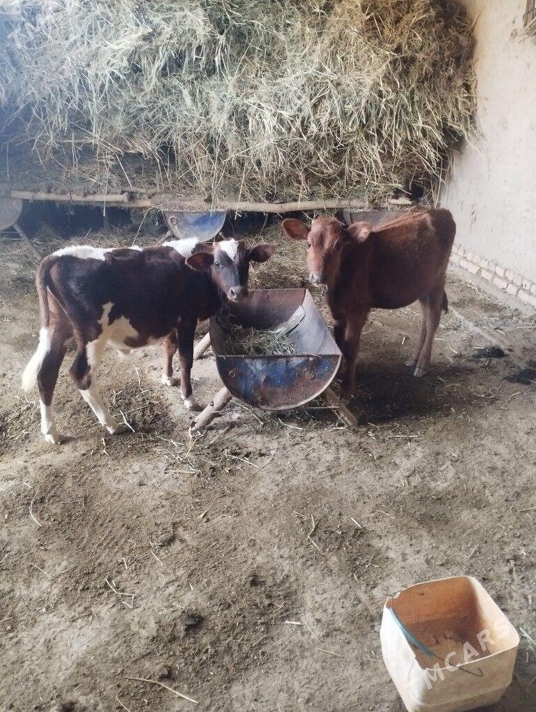 göle - Murgap - img 3