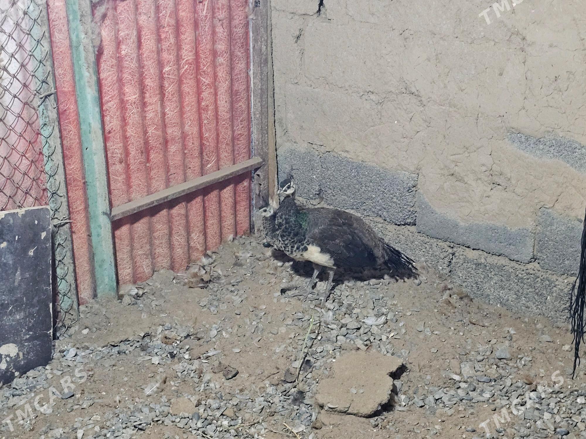 tawus - Aşgabat - img 2