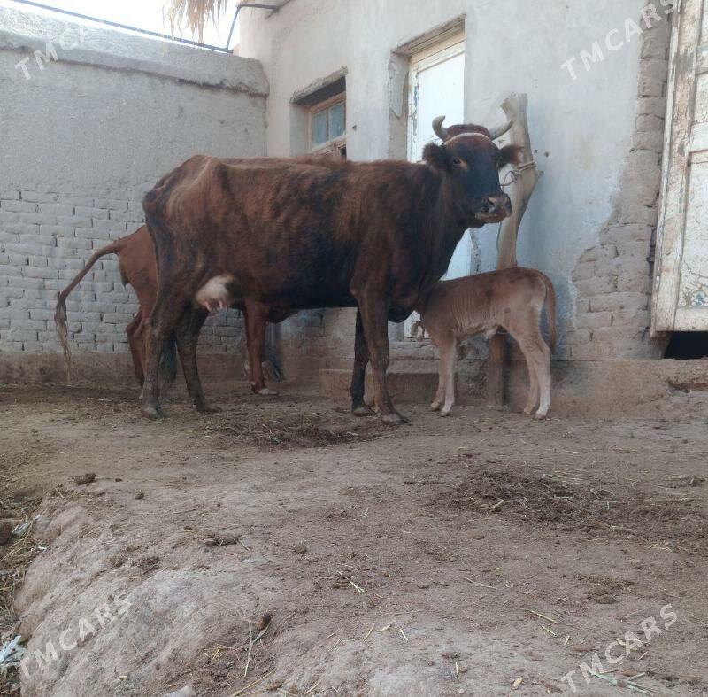 ORAN SUYDLEK GOLELI SYGYR - Köneürgenç - img 2
