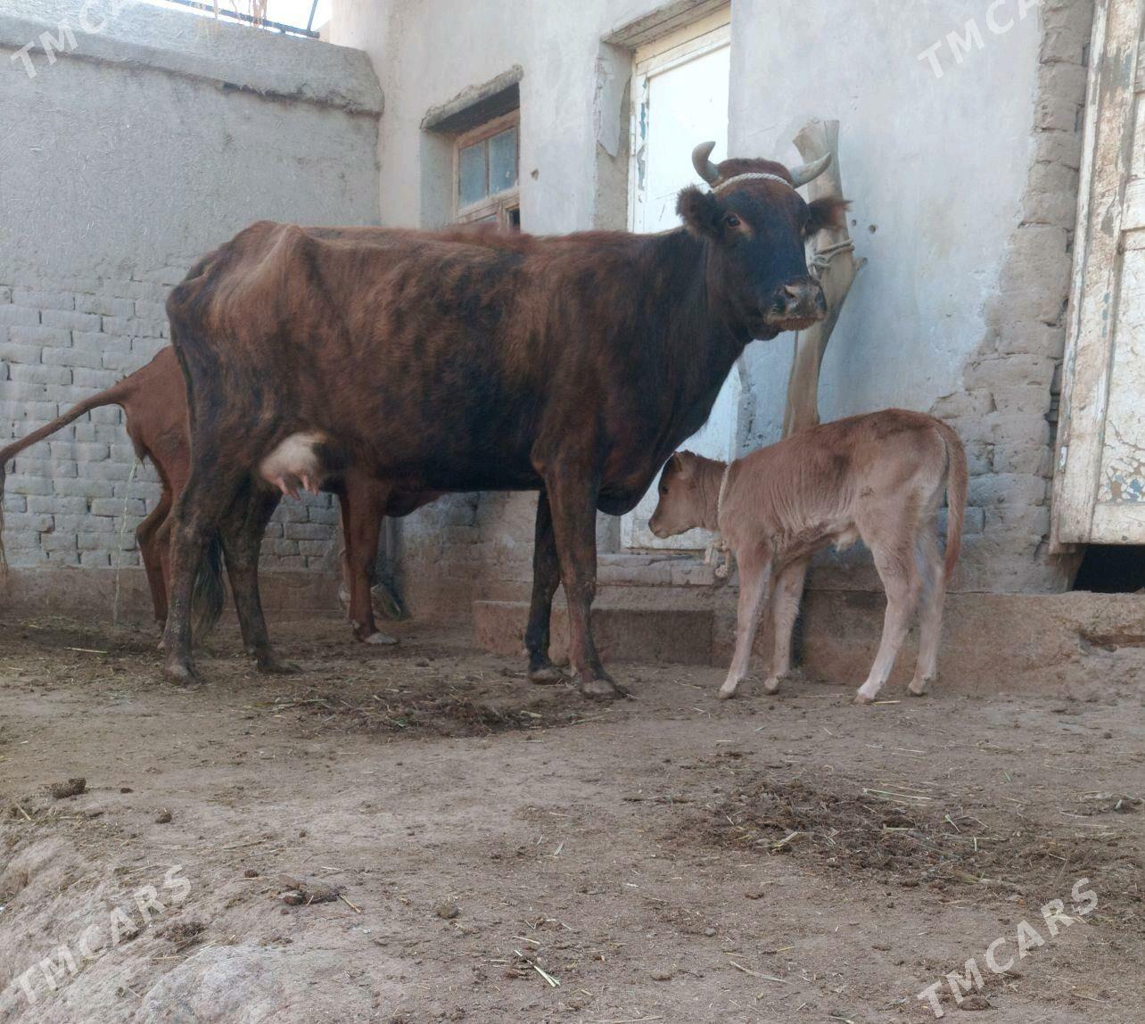 ORAN SUYDLEK GOLELI SYGYR - Köneürgenç - img 4