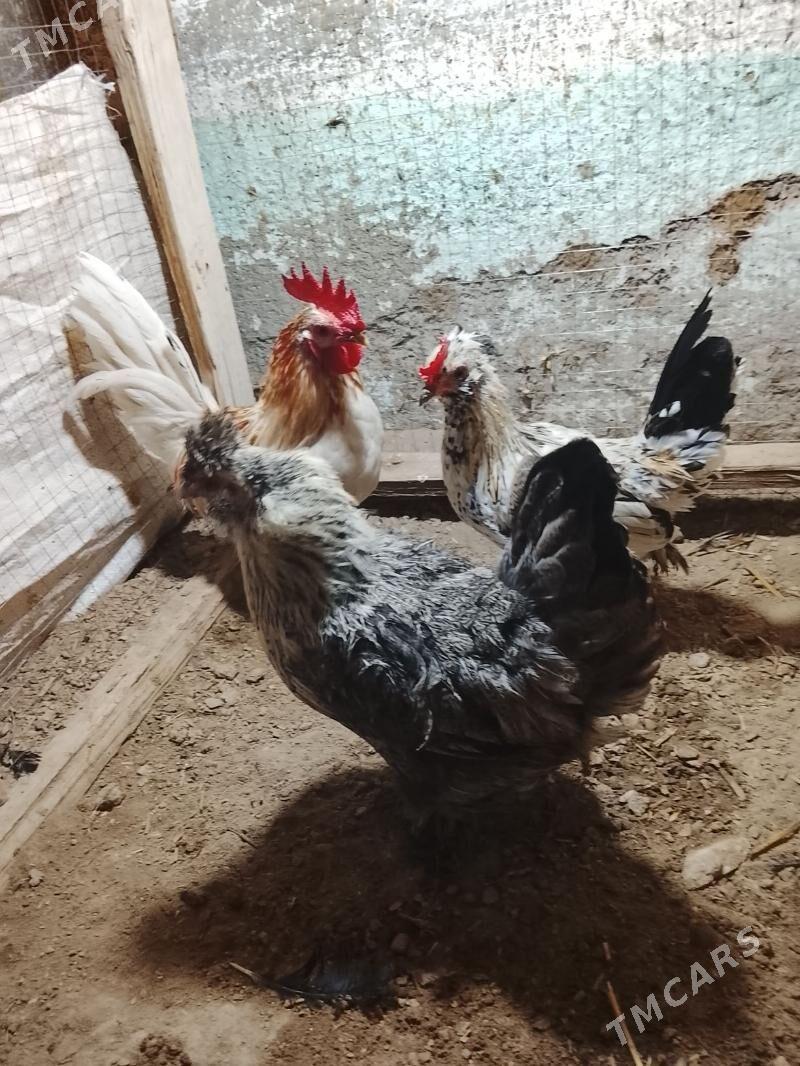 Karlik - Daşoguz - img 2