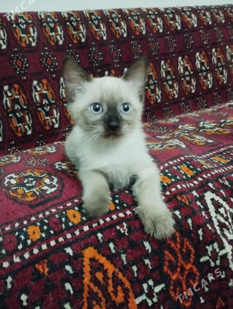 Сиамская кошечка - Дашогуз - img 3