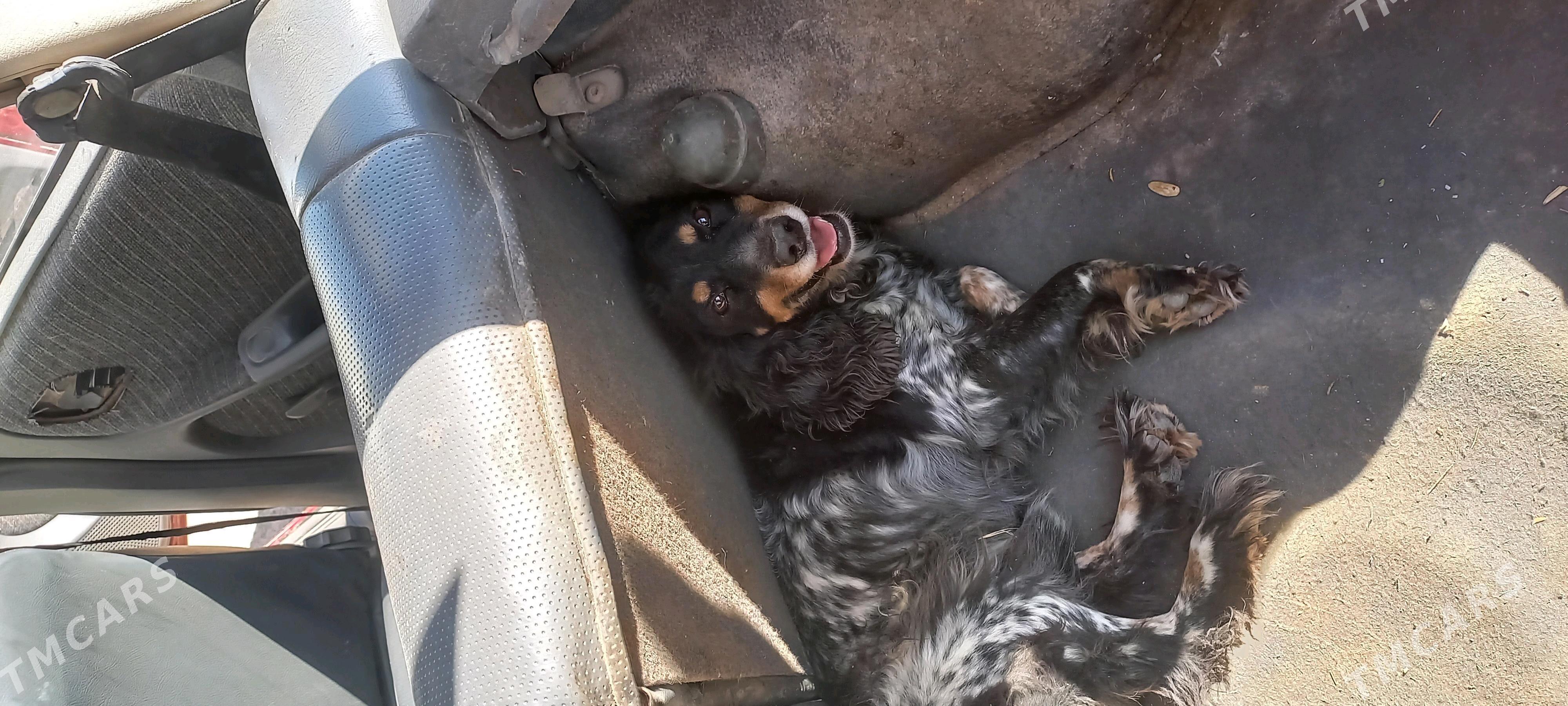 Arassa rus spaniel - Daşoguz - img 2