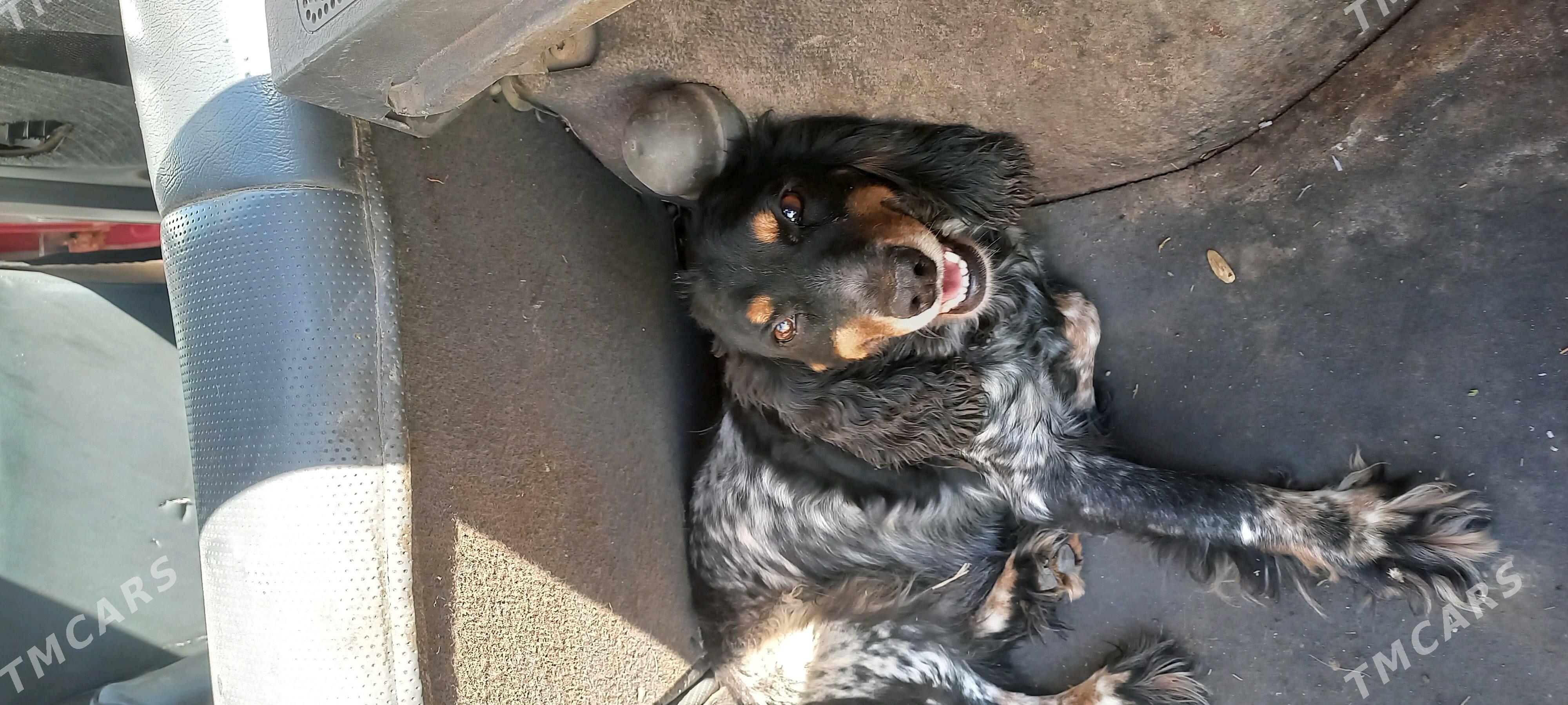 Arassa rus spaniel - Daşoguz - img 3
