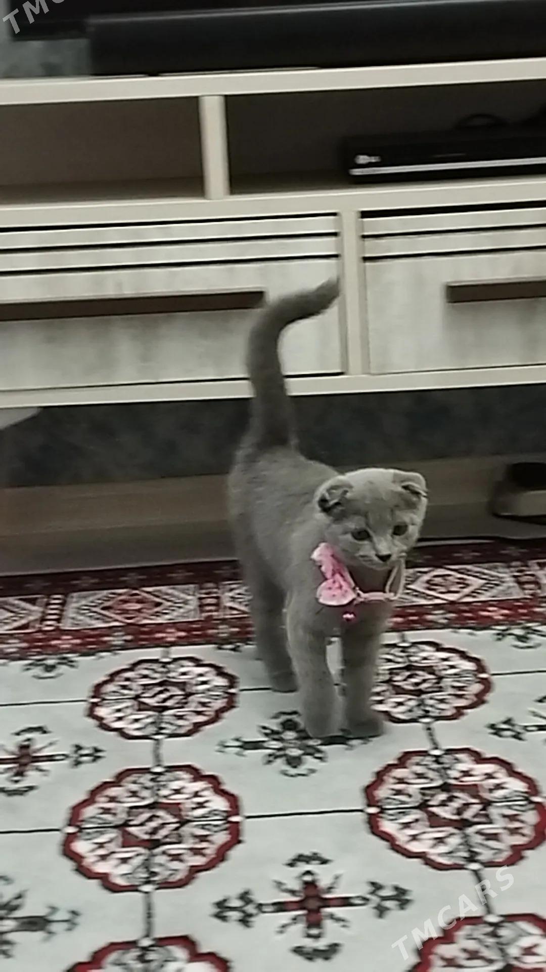 кошка pishik - Ашхабад - img 2