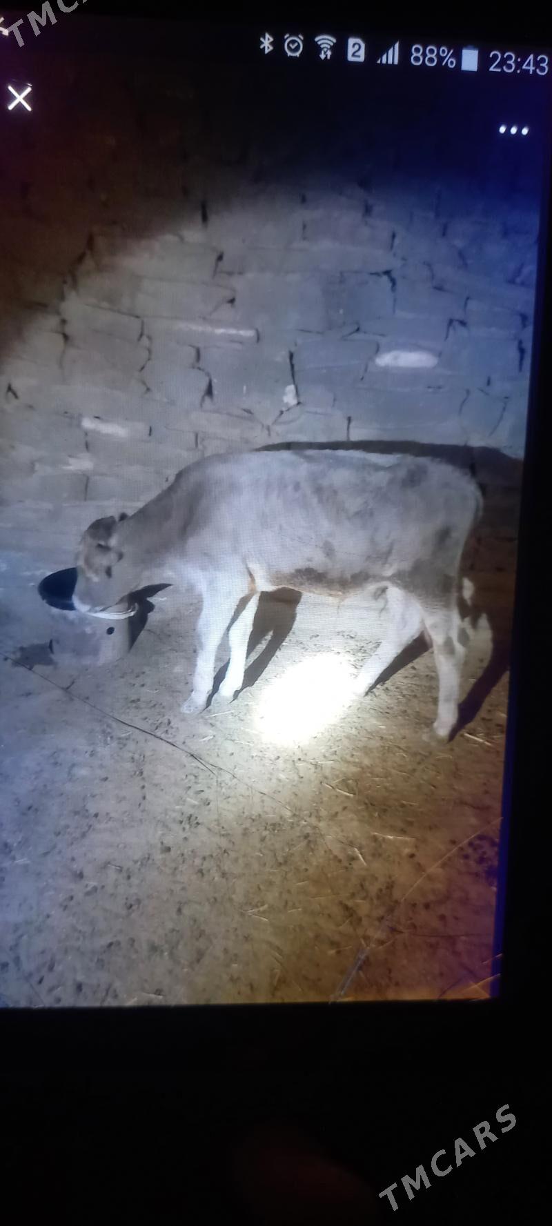 öküzçe - Gyzylarbat - img 3