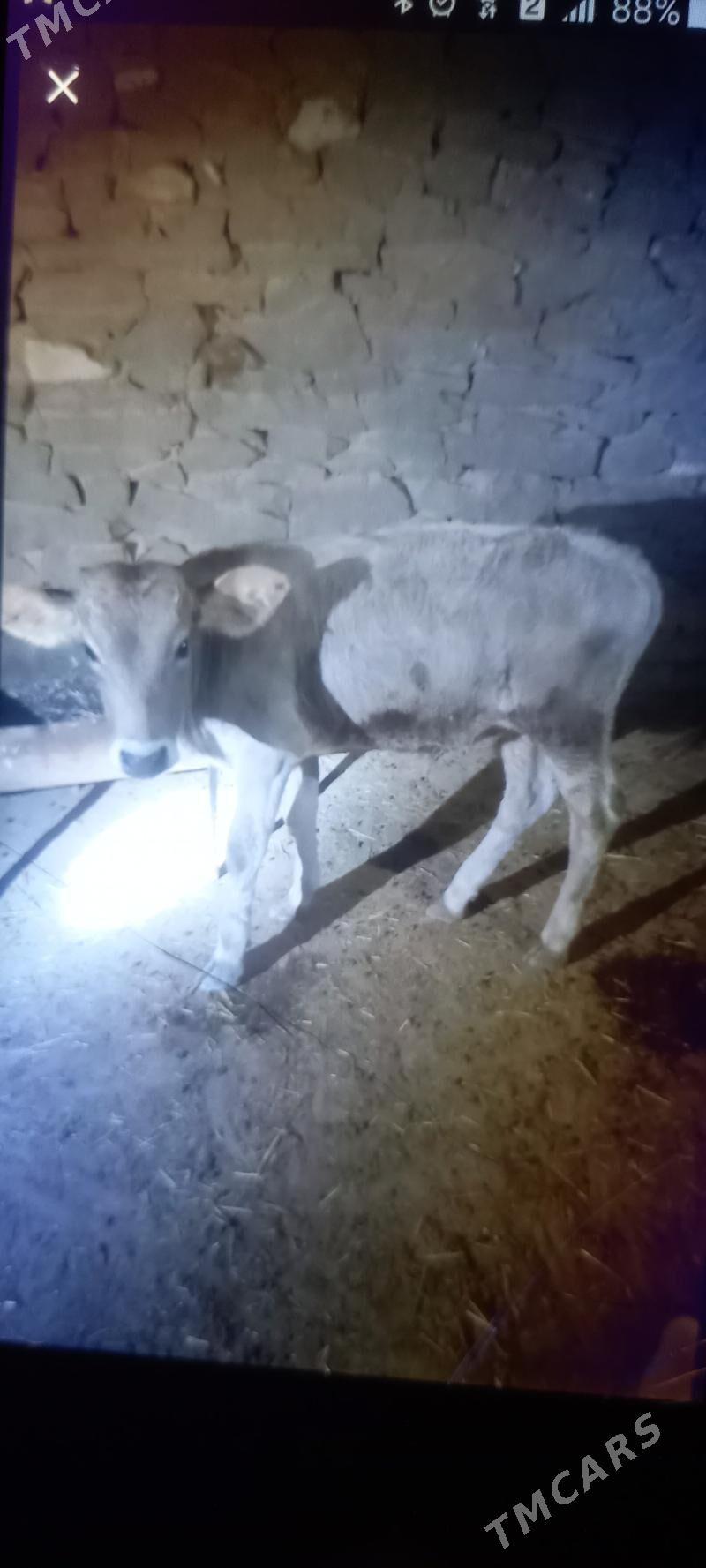 öküzçe - Gyzylarbat - img 2
