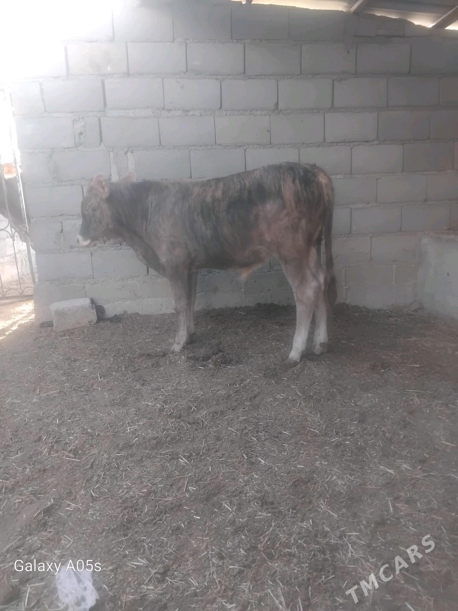 ÖKÜZ - Gyzylarbat - img 2
