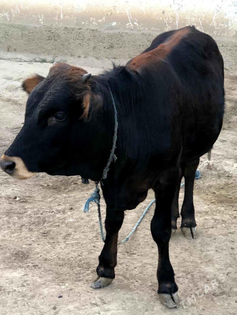 şwes öküz - Büzmeýin - img 2