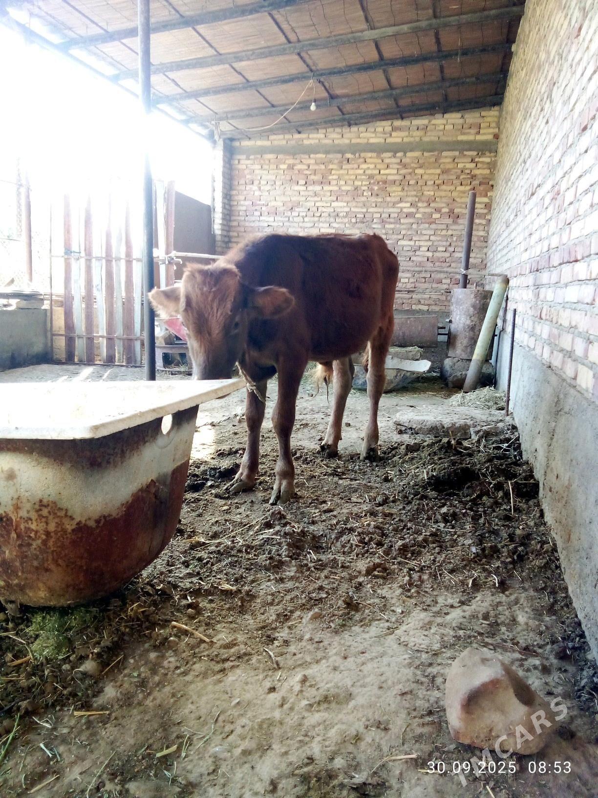 Tohum Öküz 8 aýynyň içinde - Гёкдепе - img 3