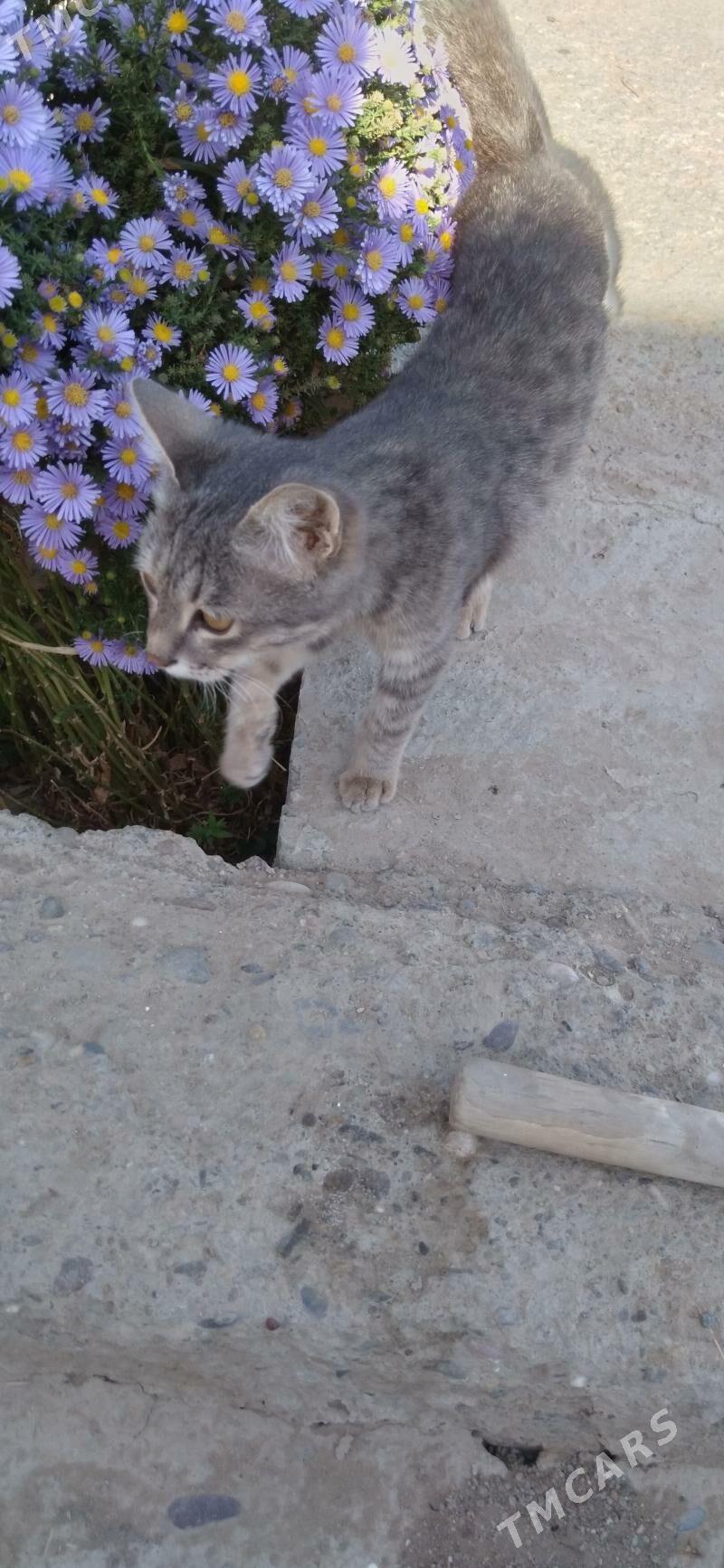 Pisijek jerry - Мары - img 1