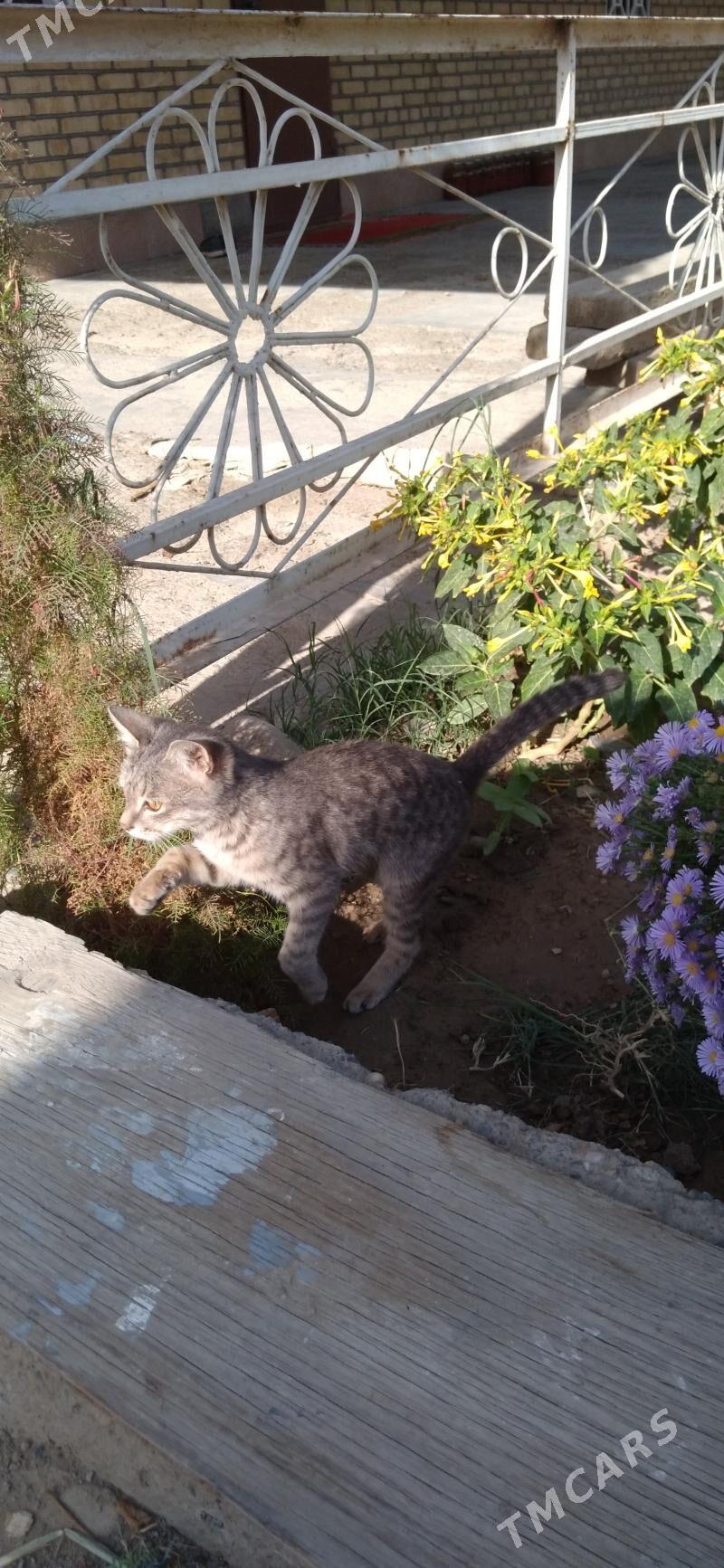 Pisijek jerry - Mary - img 5