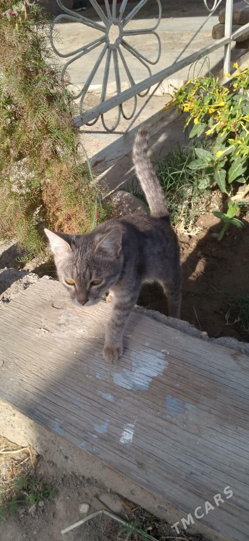 Pisijek jerry - Mary - img 7