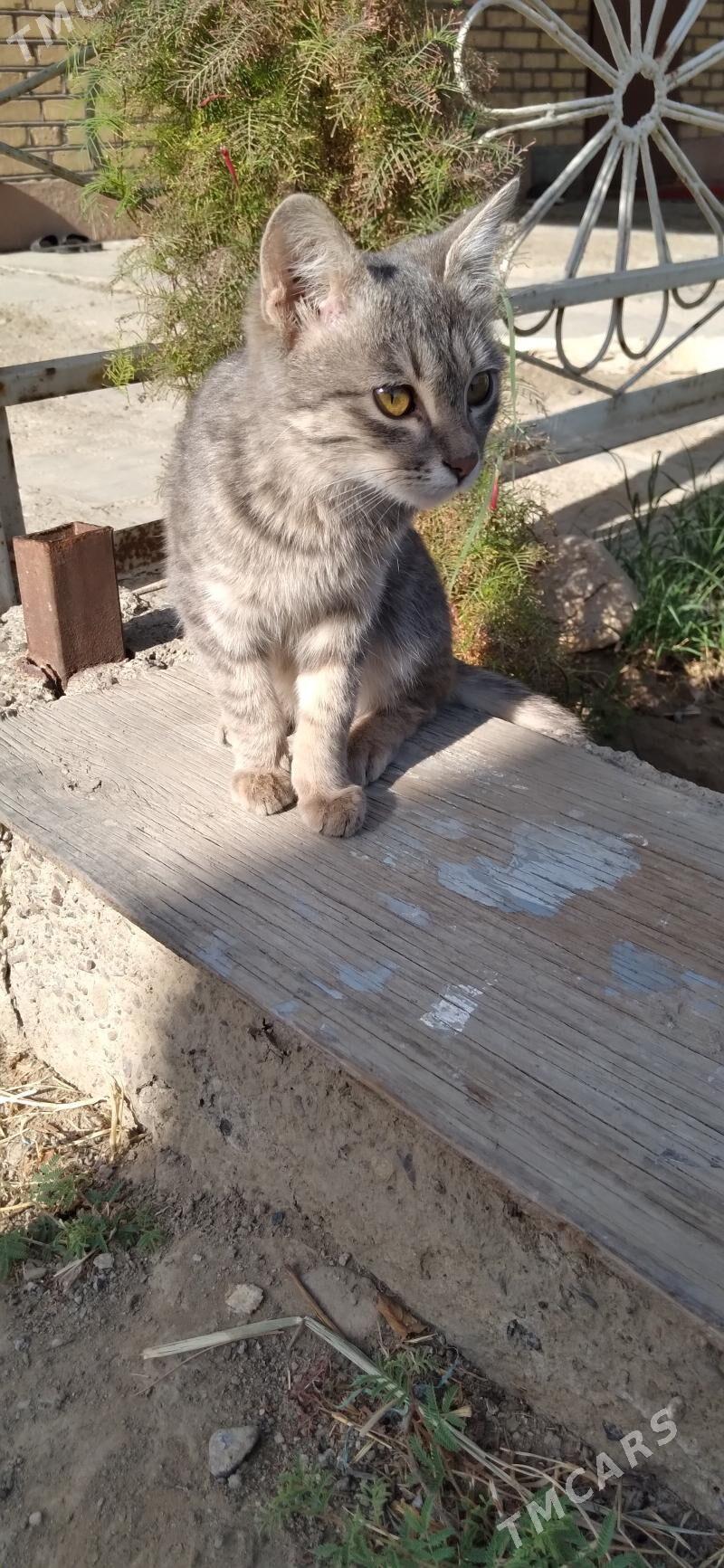 Pisijek jerry - Mary - img 6